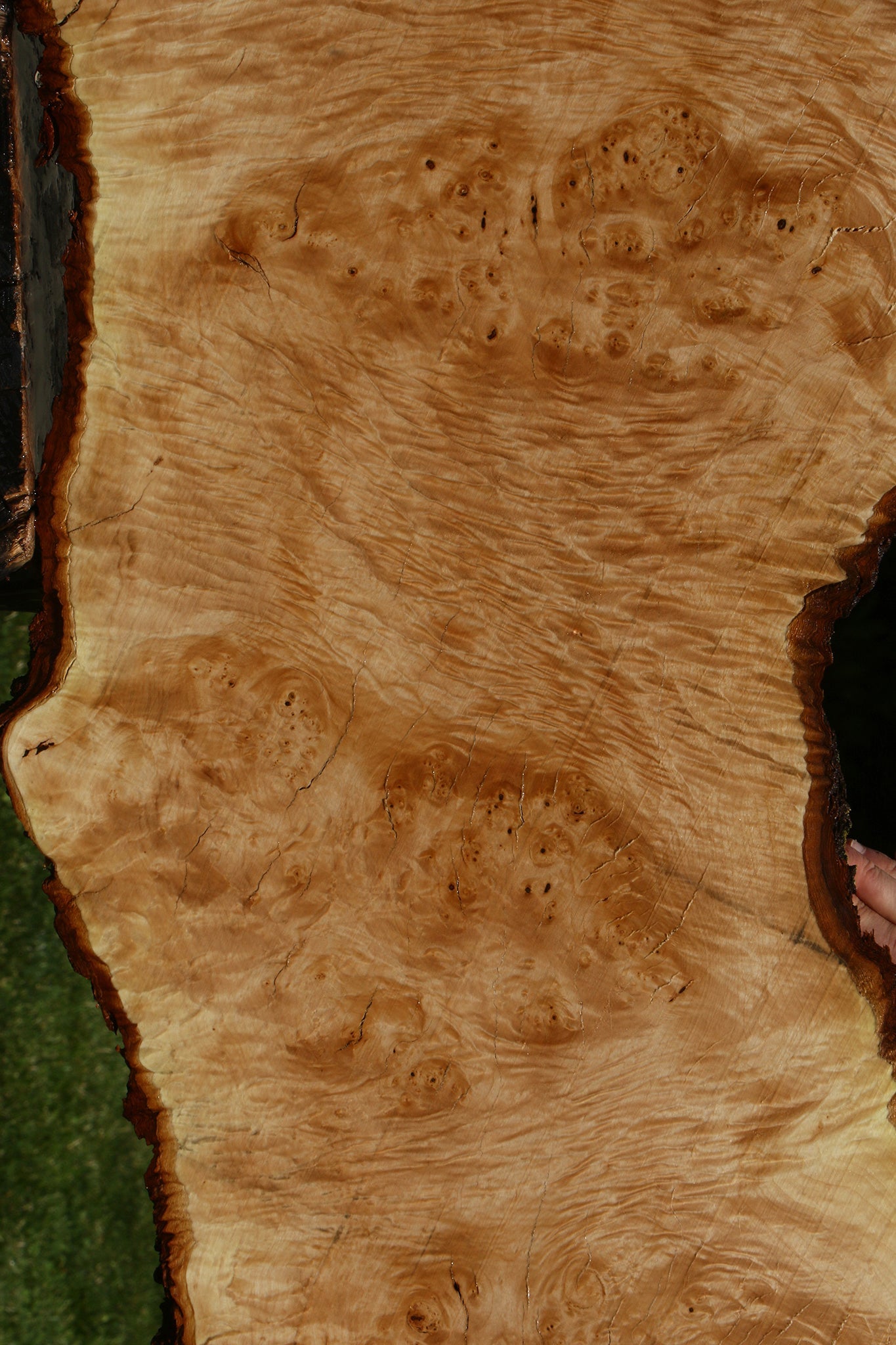 Maple Burl Live Edge Slab
