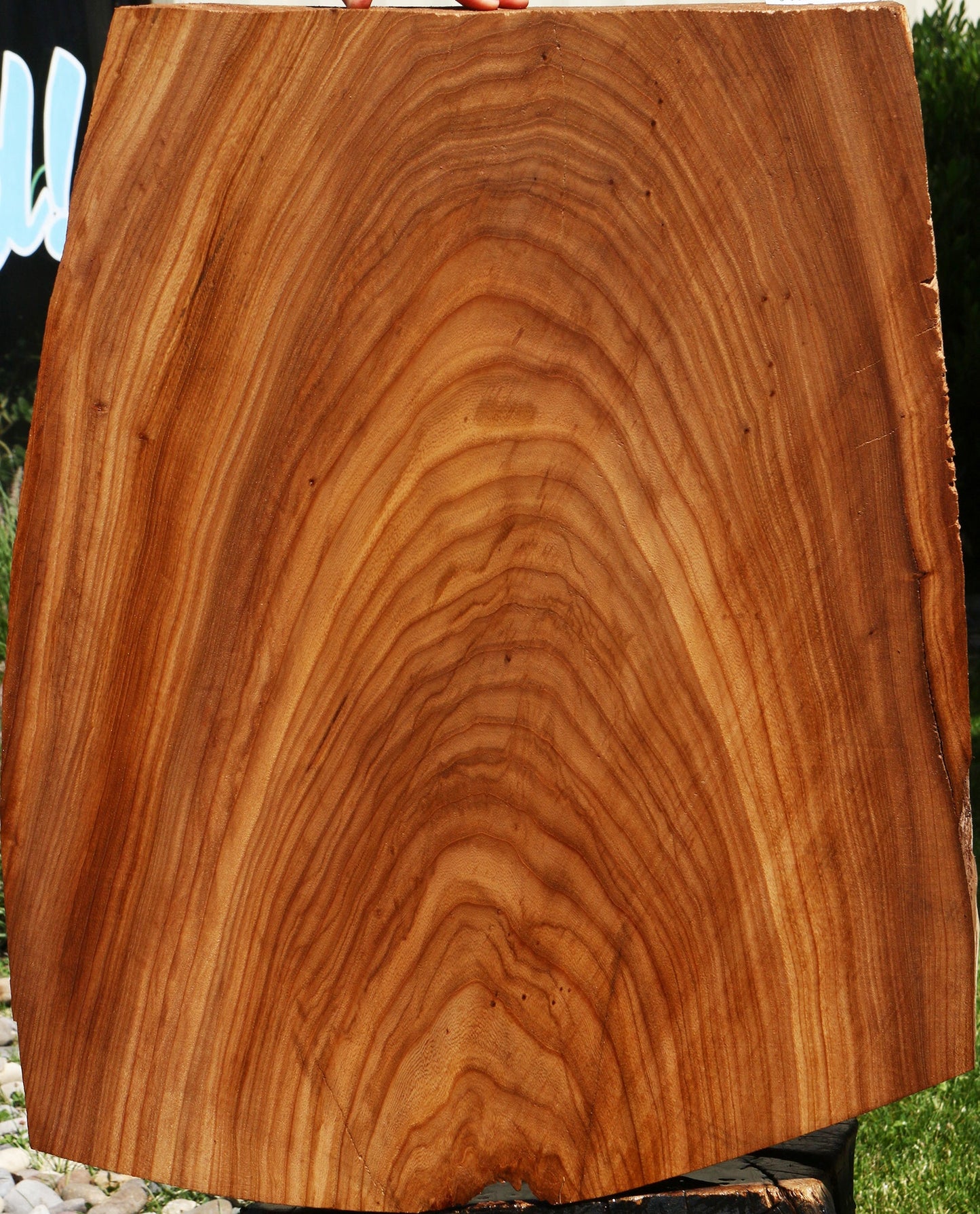 Elm Live Edge Mini Slab