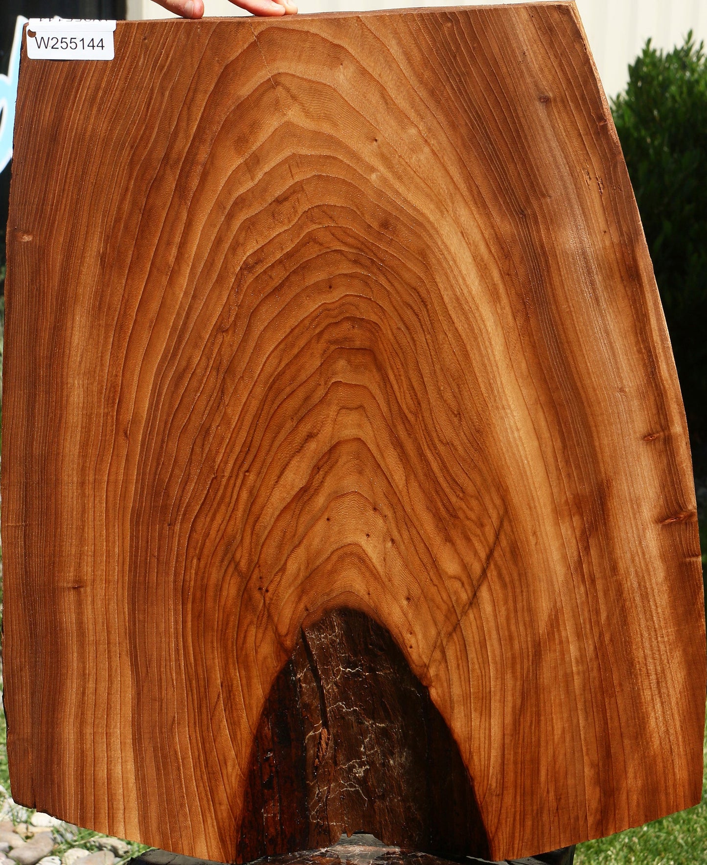 Elm Live Edge Mini Slab
