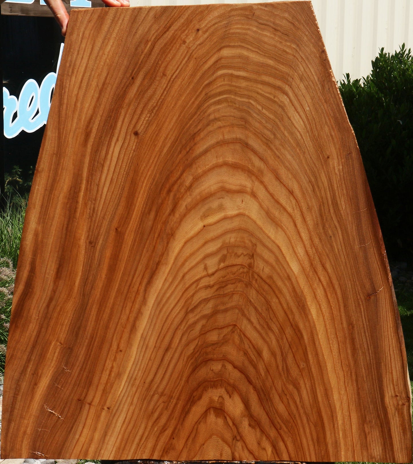 Elm Live Edge Mini Slab