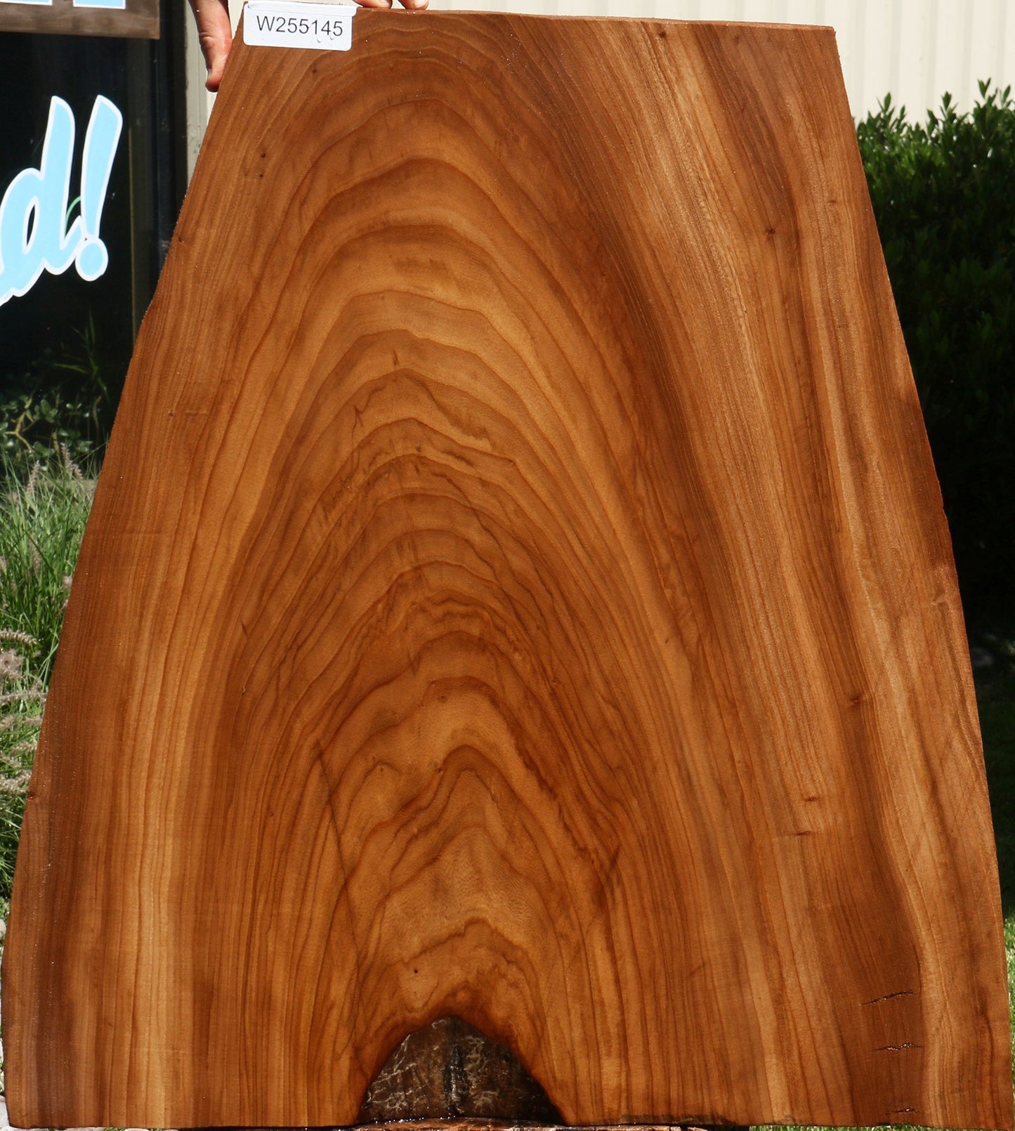 Elm Live Edge Mini Slab