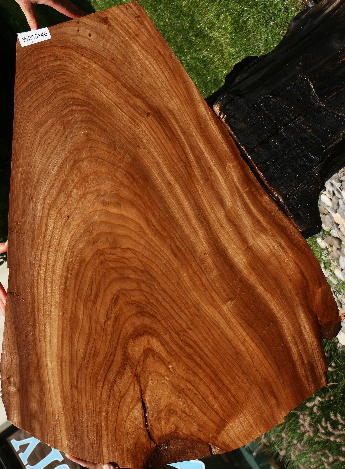 Elm Mini Slab