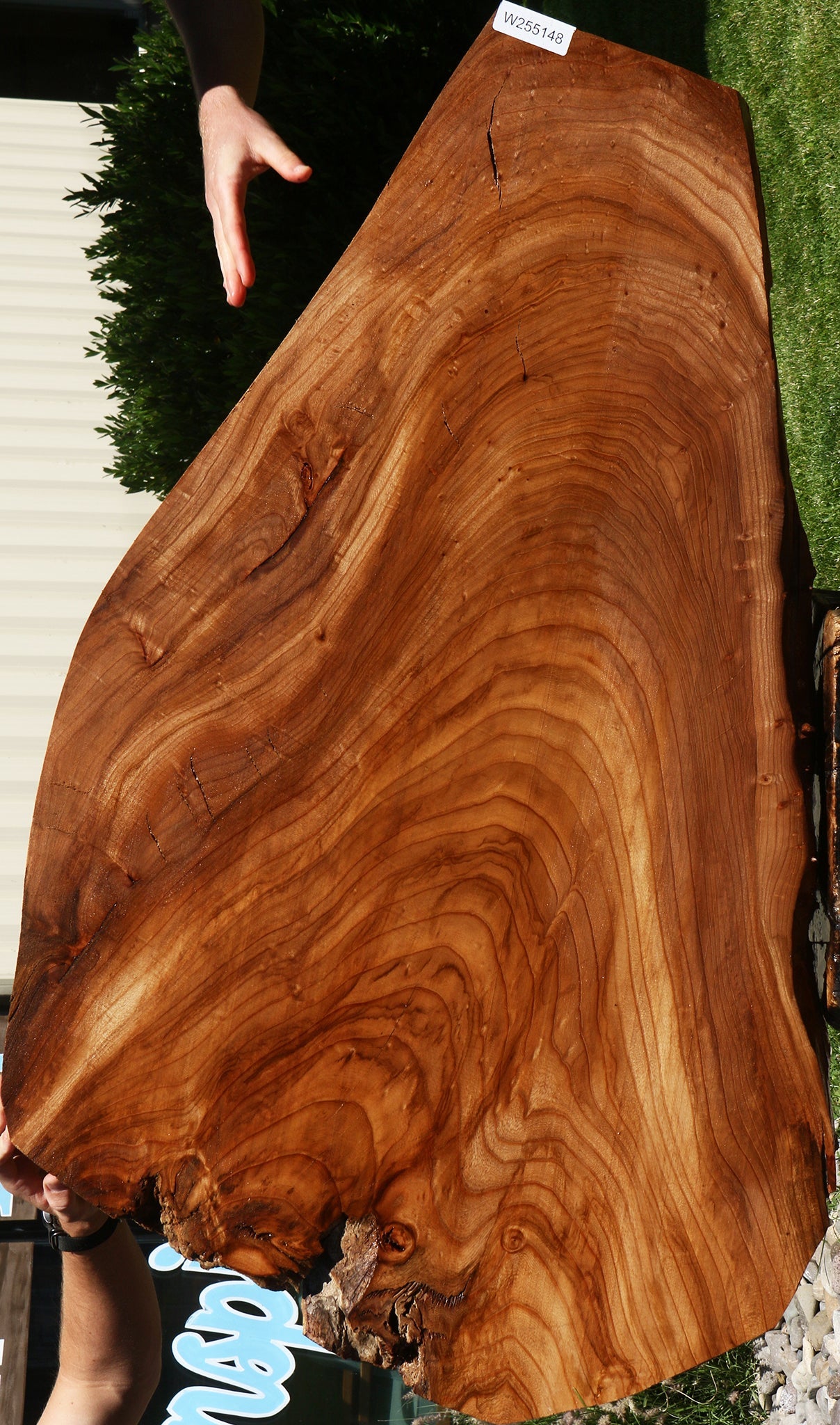 Rustic Elm Live Edge Mini Slab