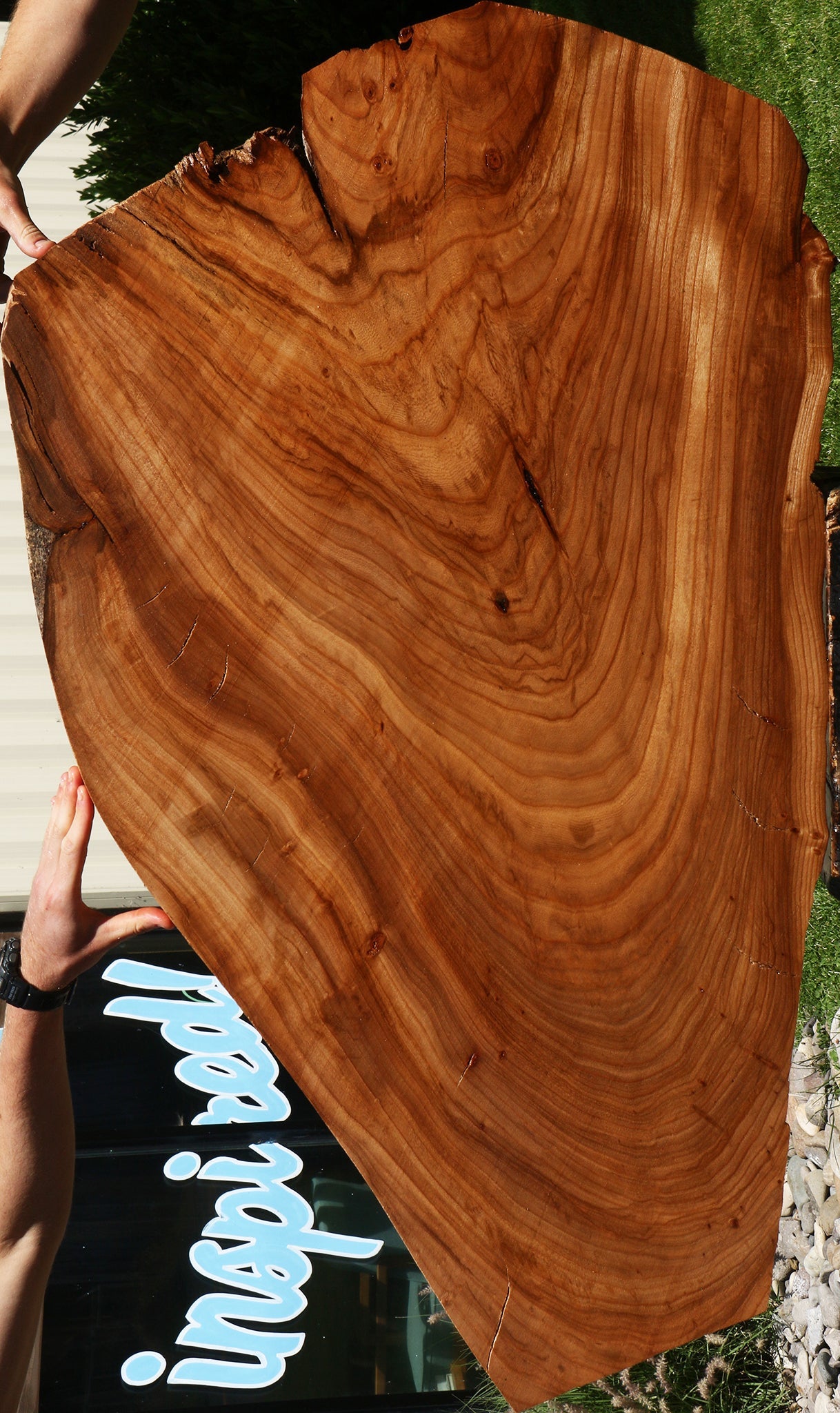 Rustic Elm Live Edge Mini Slab