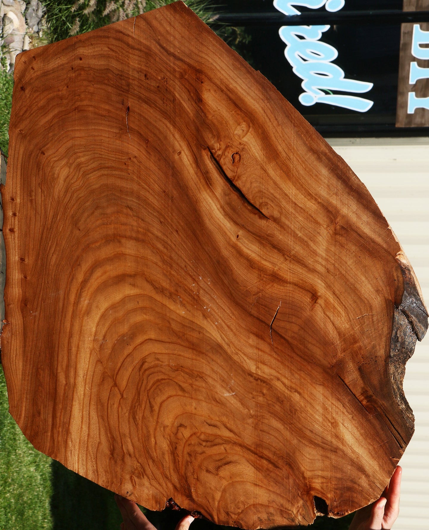 Figured Elm Live Edge Mini Slab
