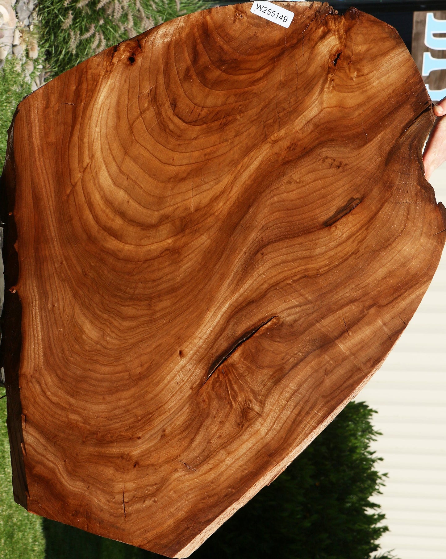 Figured Elm Live Edge Mini Slab