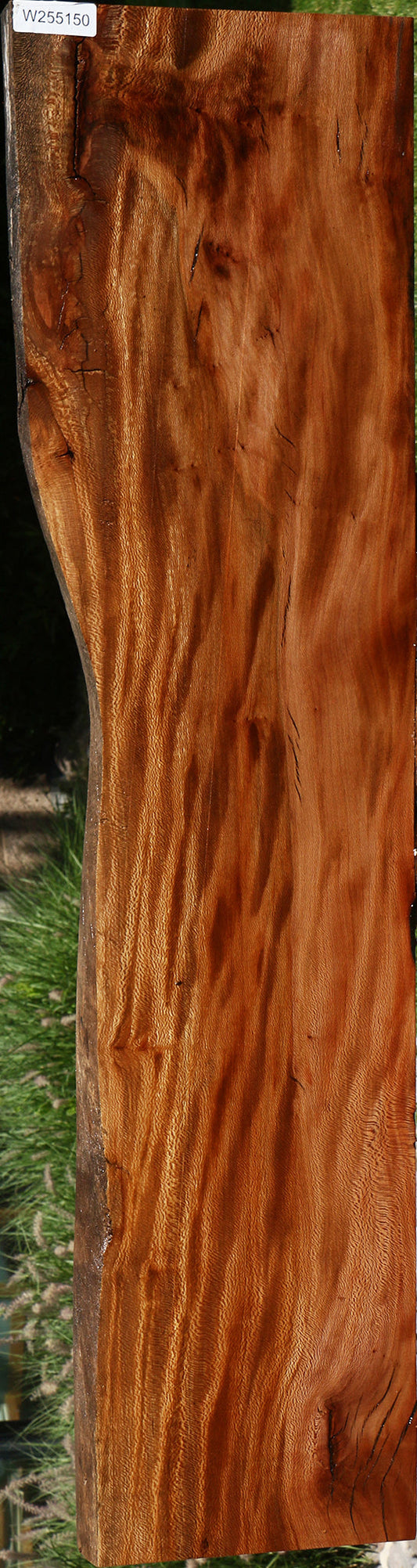 Rustic Sycamore Live Edge Mini Slab