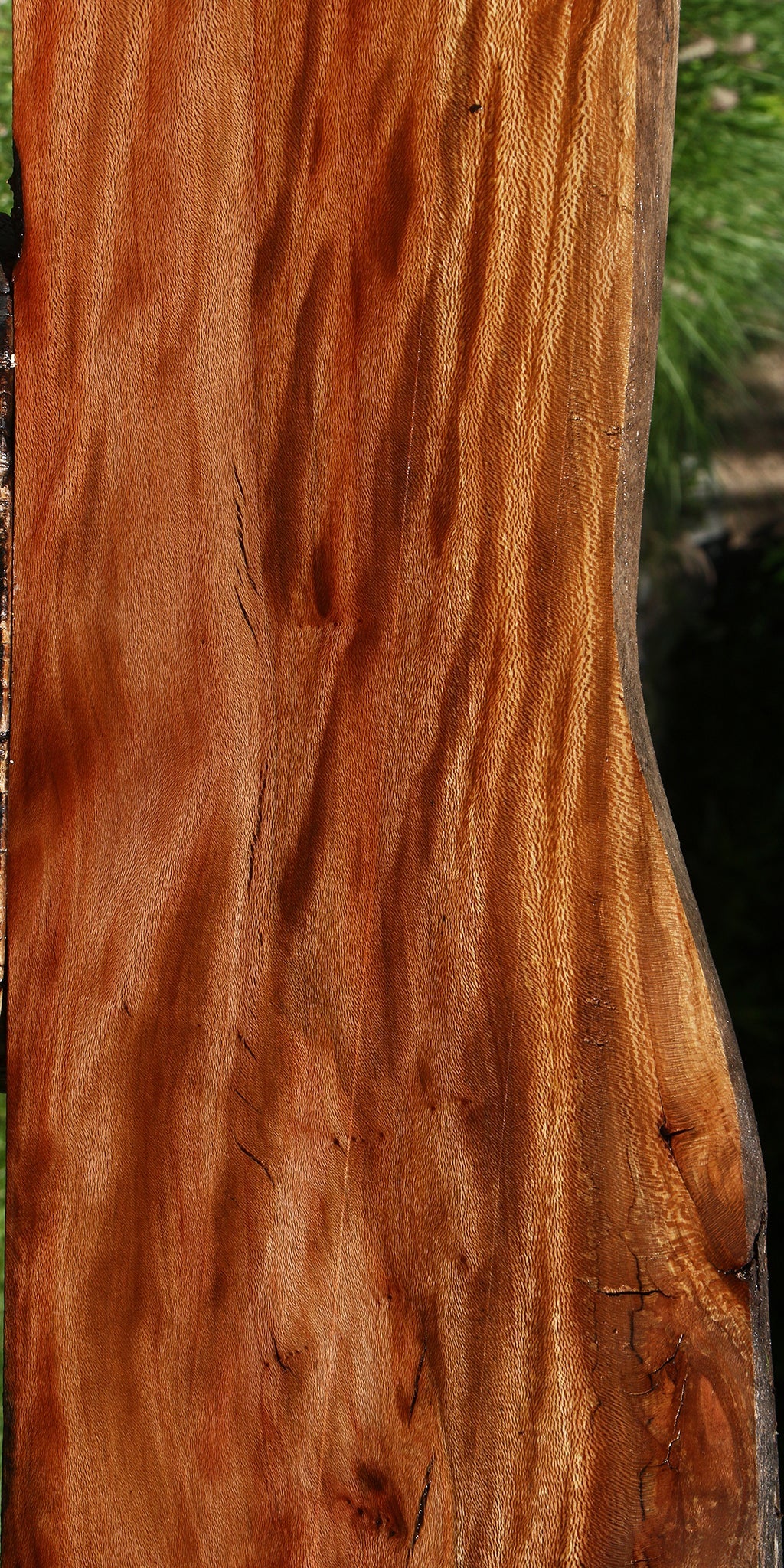 Rustic Sycamore Live Edge Mini Slab