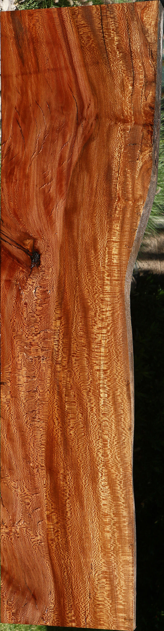 Rustic Sycamore Live Edge Mini Slab