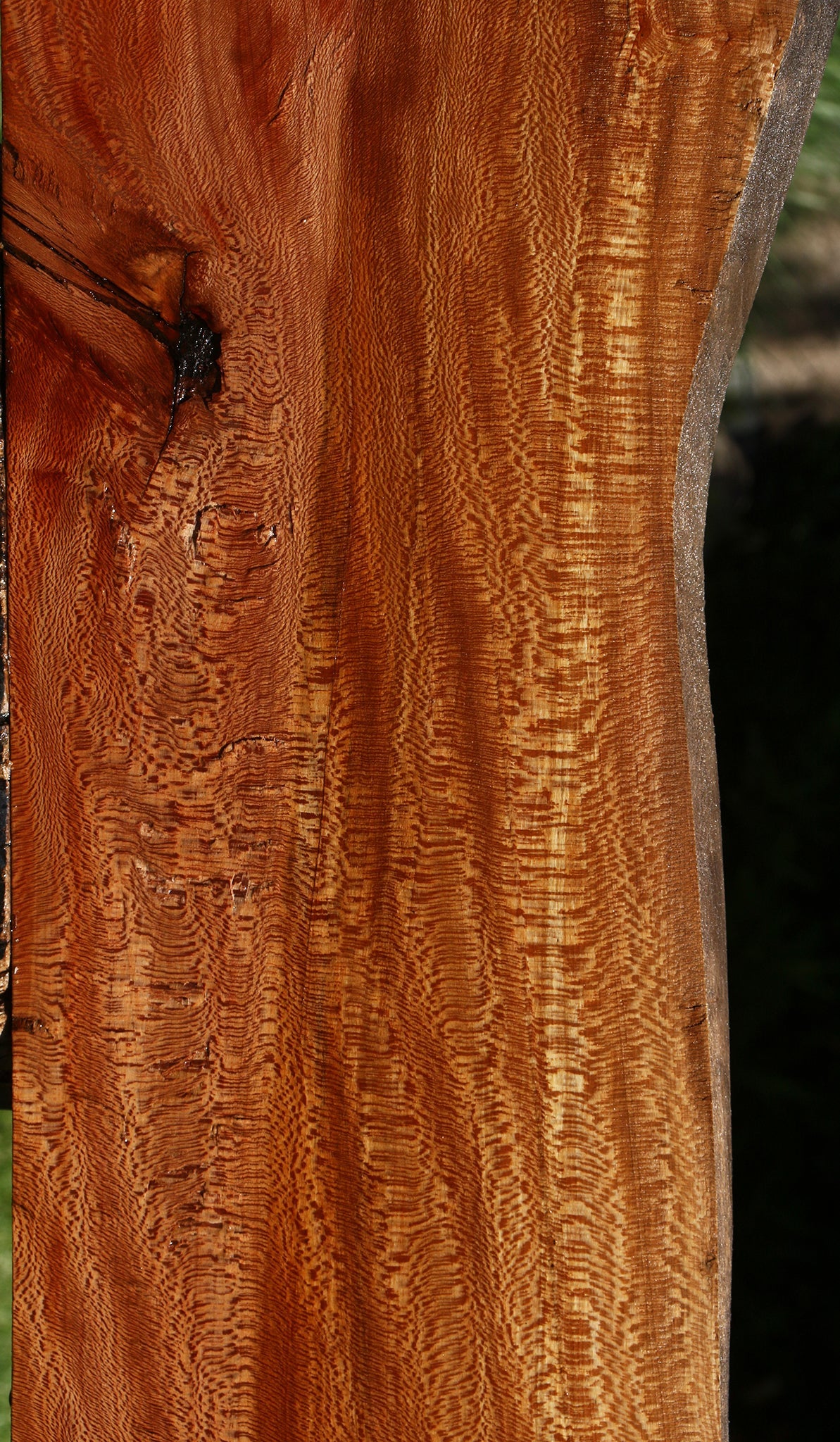 Rustic Sycamore Live Edge Mini Slab