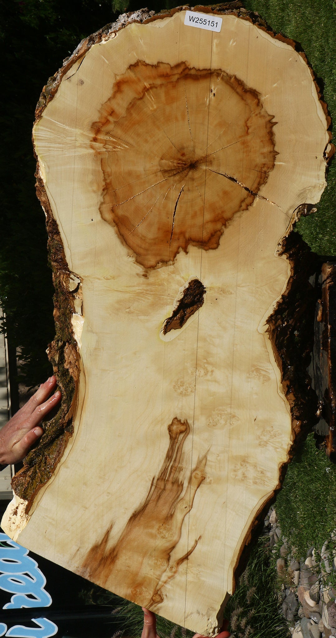 Figured Box Elder Live Edge Slab