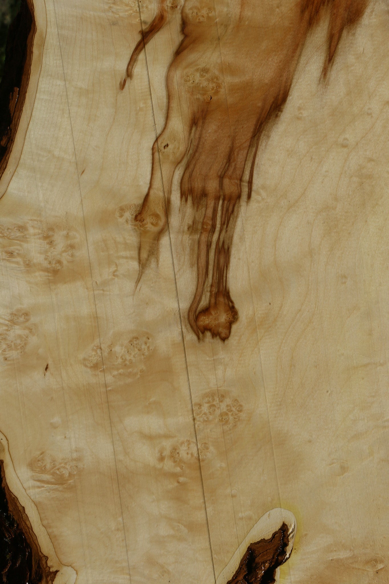 Figured Box Elder Live Edge Slab