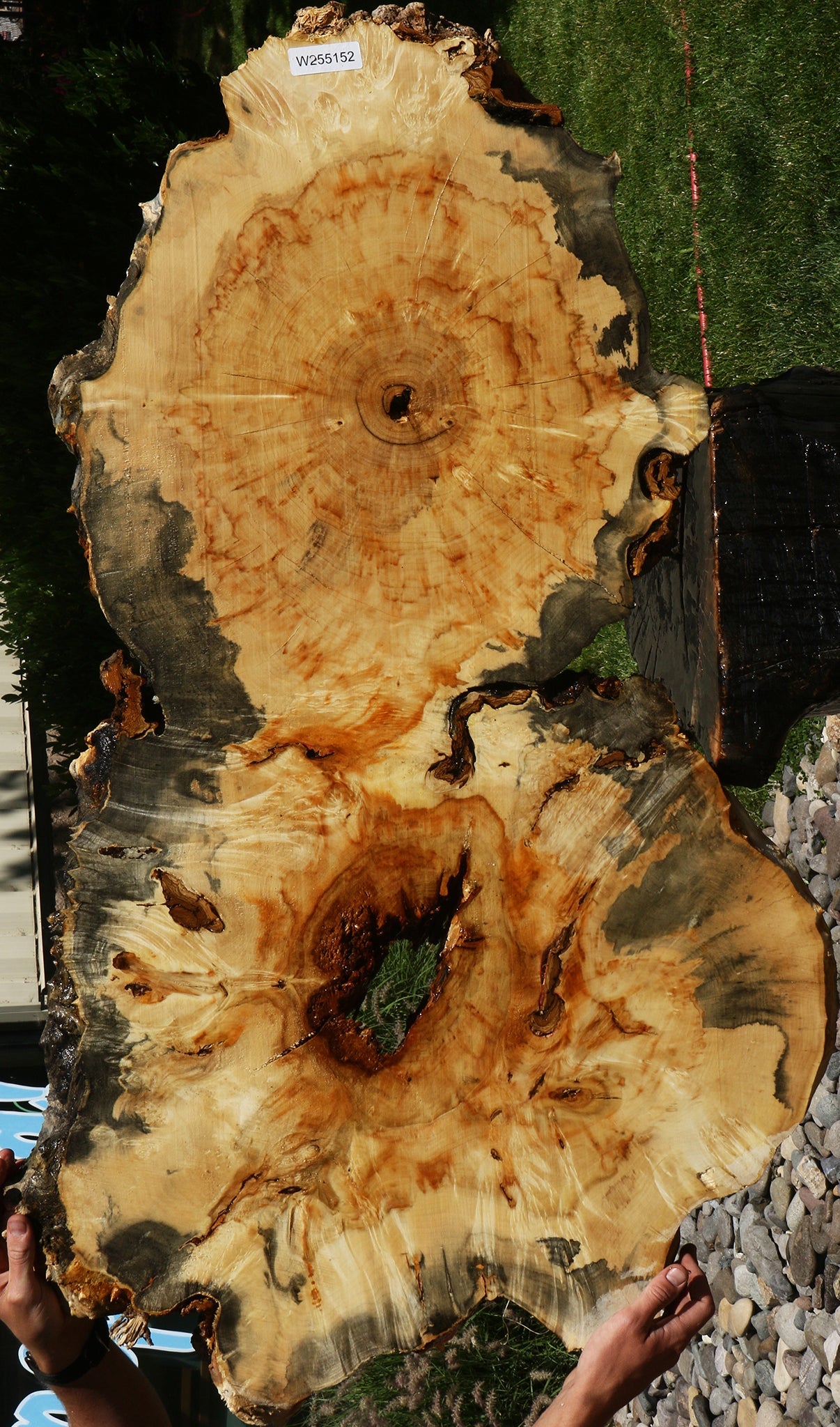 Blued Box Elder Cookie (Free Shipping Excluded)