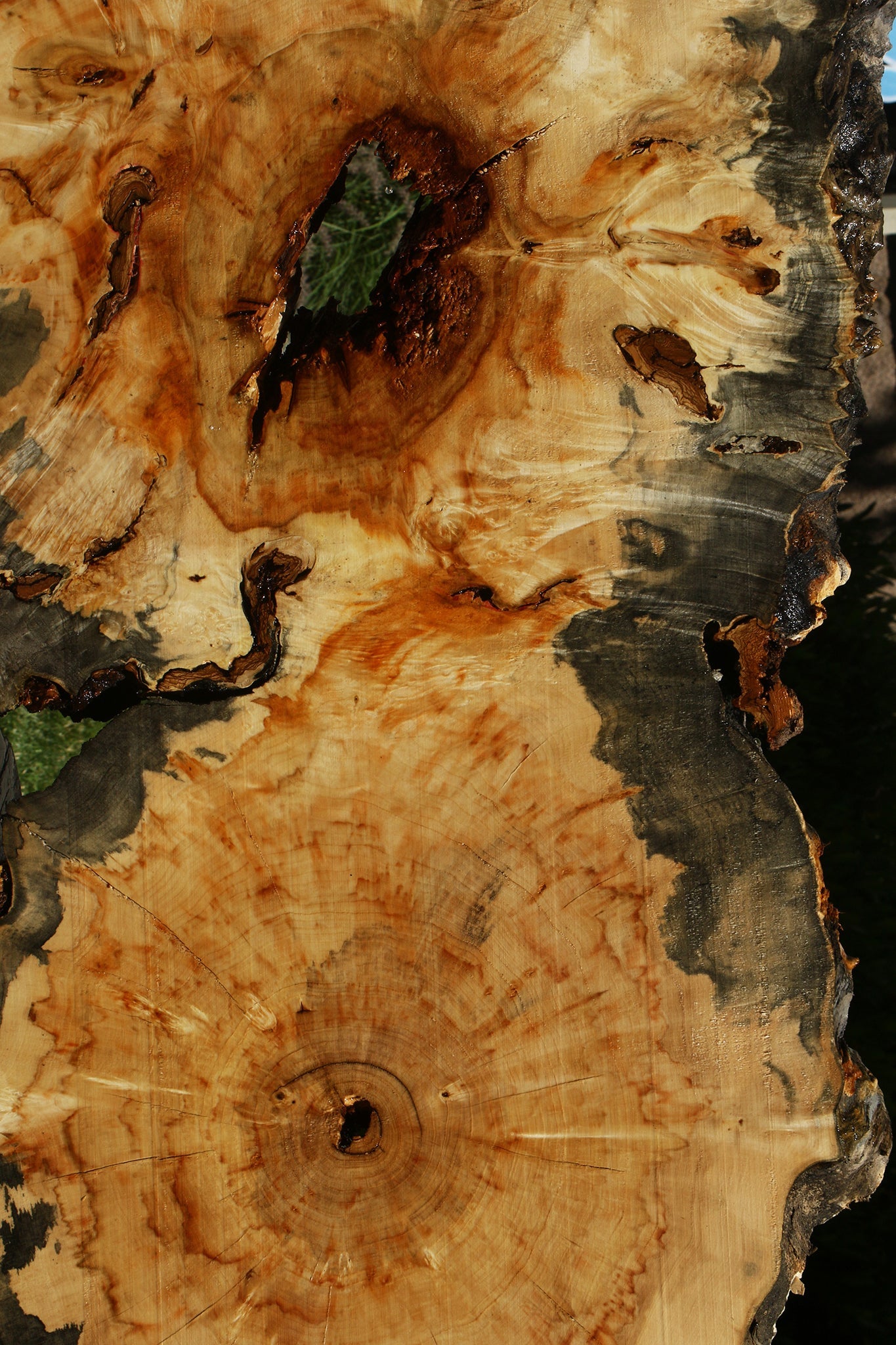 Blued Box Elder Cookie (Free Shipping Excluded)