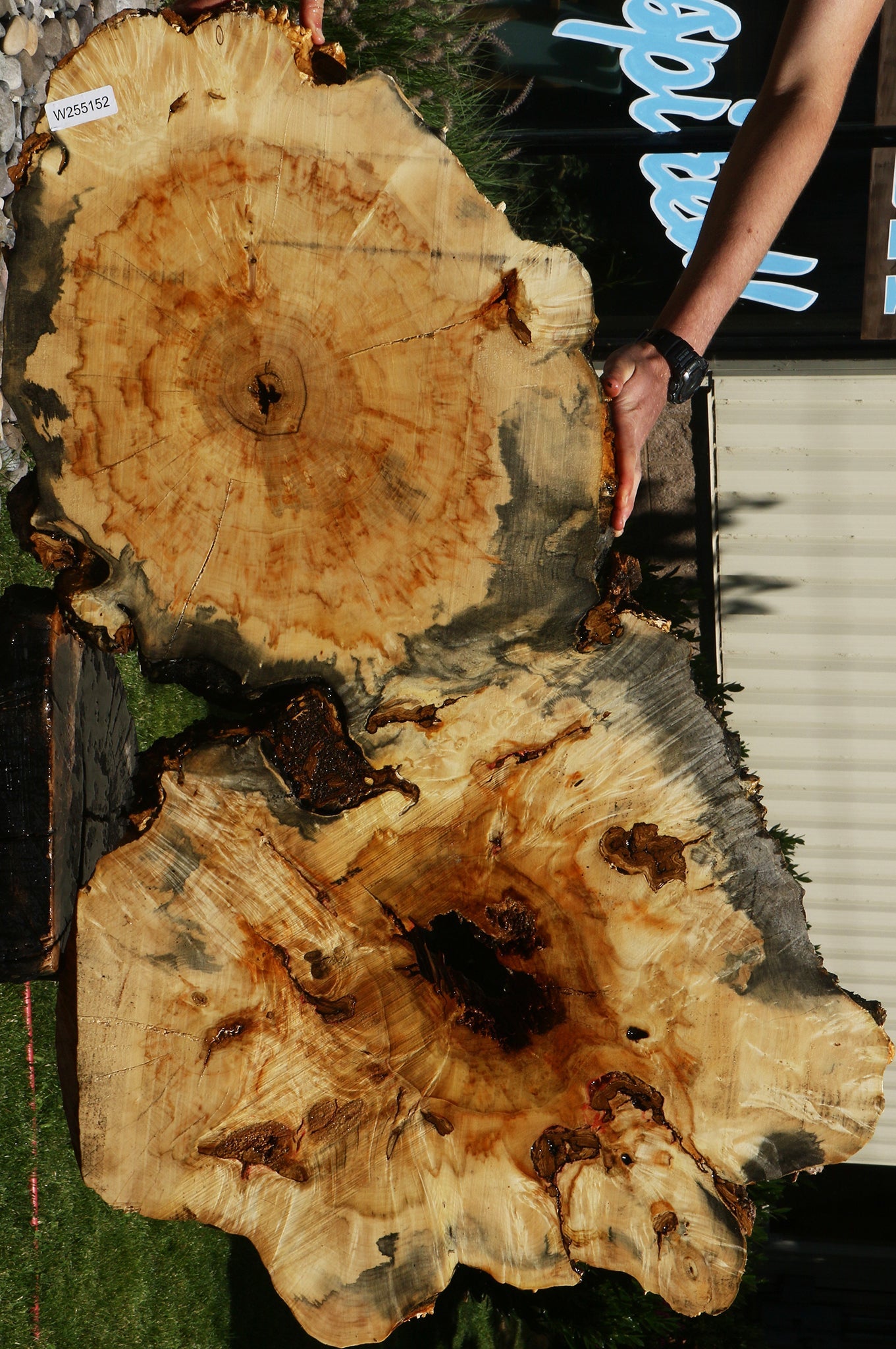 Blued Box Elder Cookie (Free Shipping Excluded)