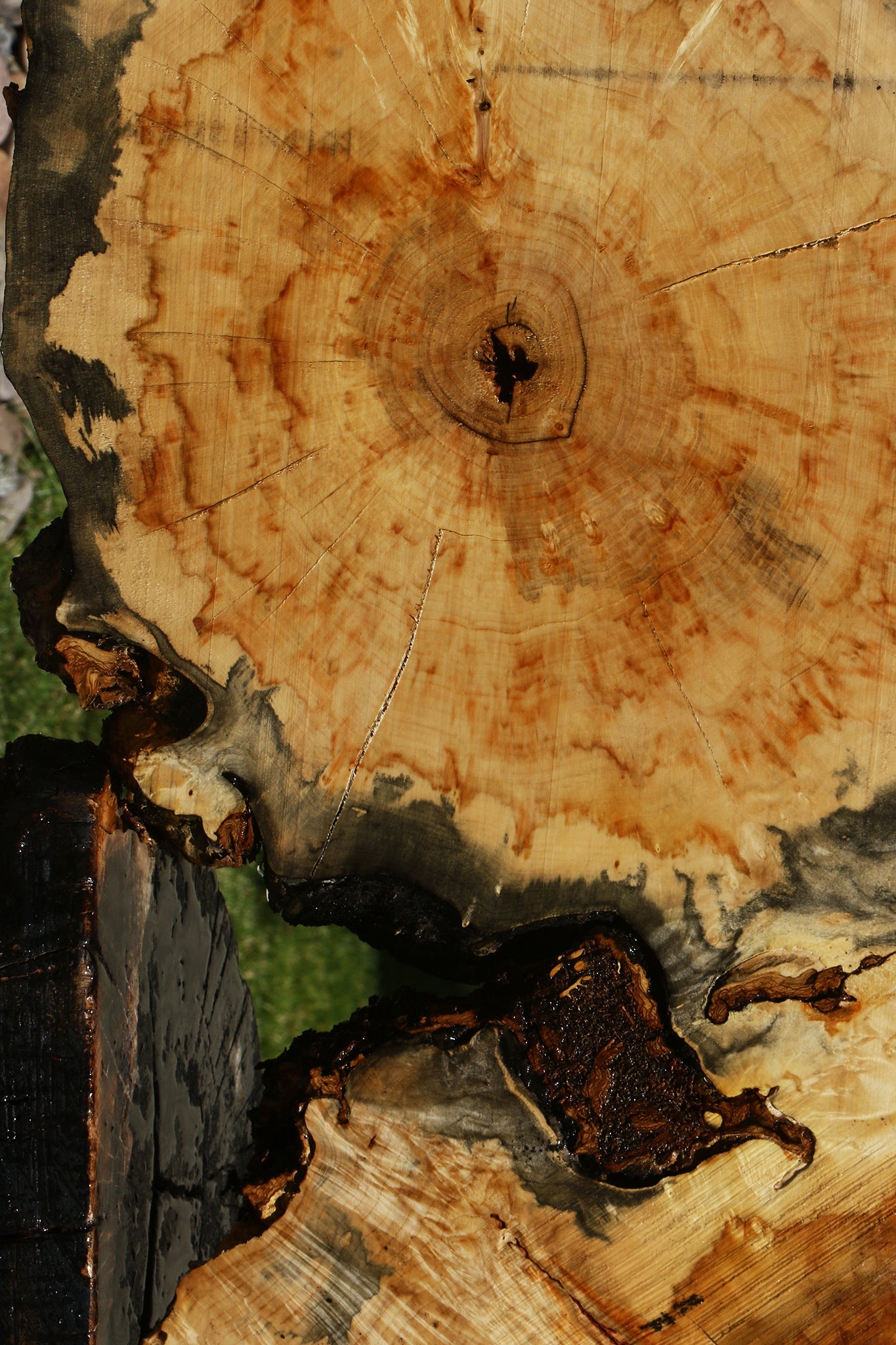 Blued Box Elder Cookie (Free Shipping Excluded)