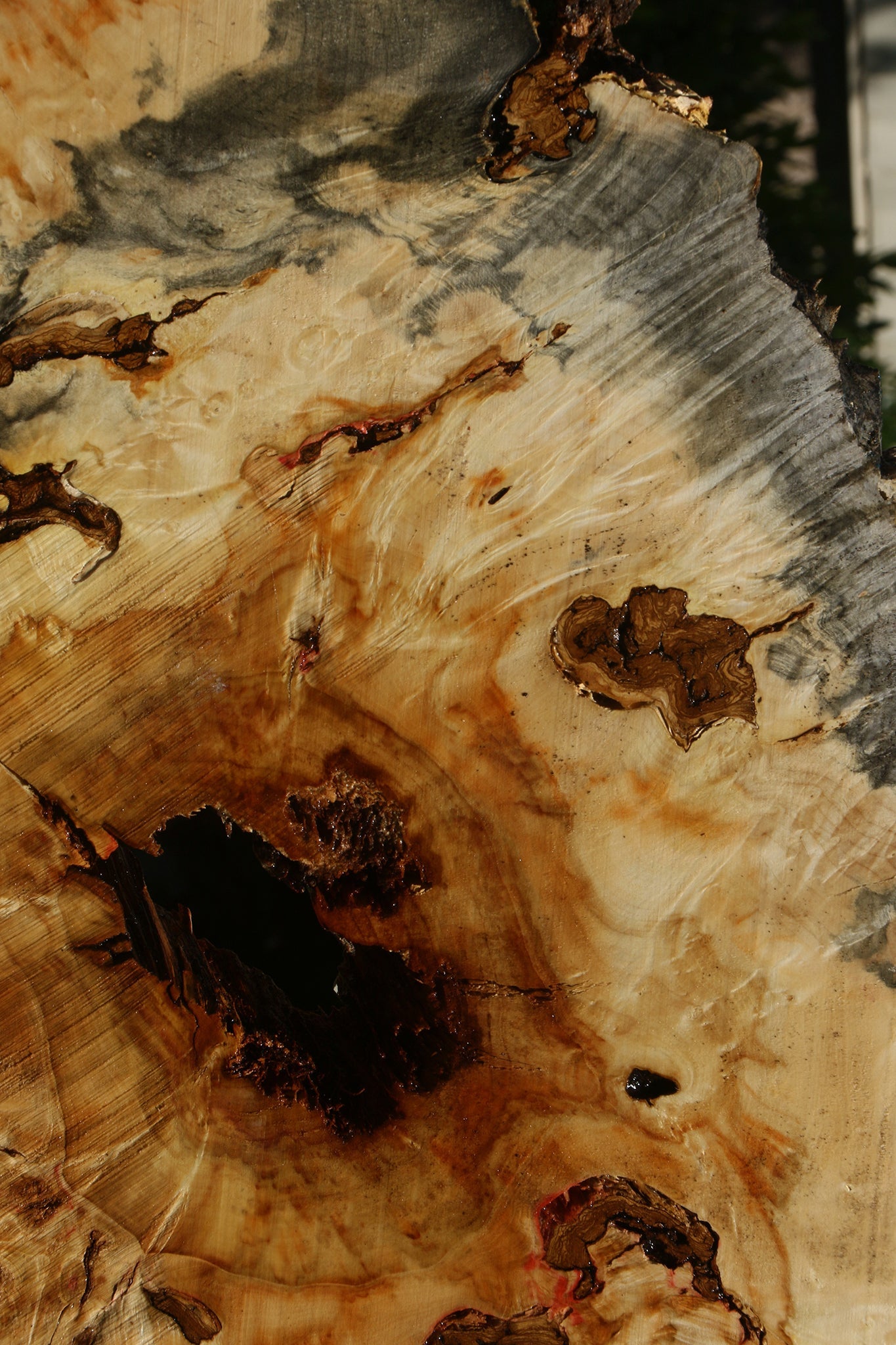 Blued Box Elder Cookie (Free Shipping Excluded)