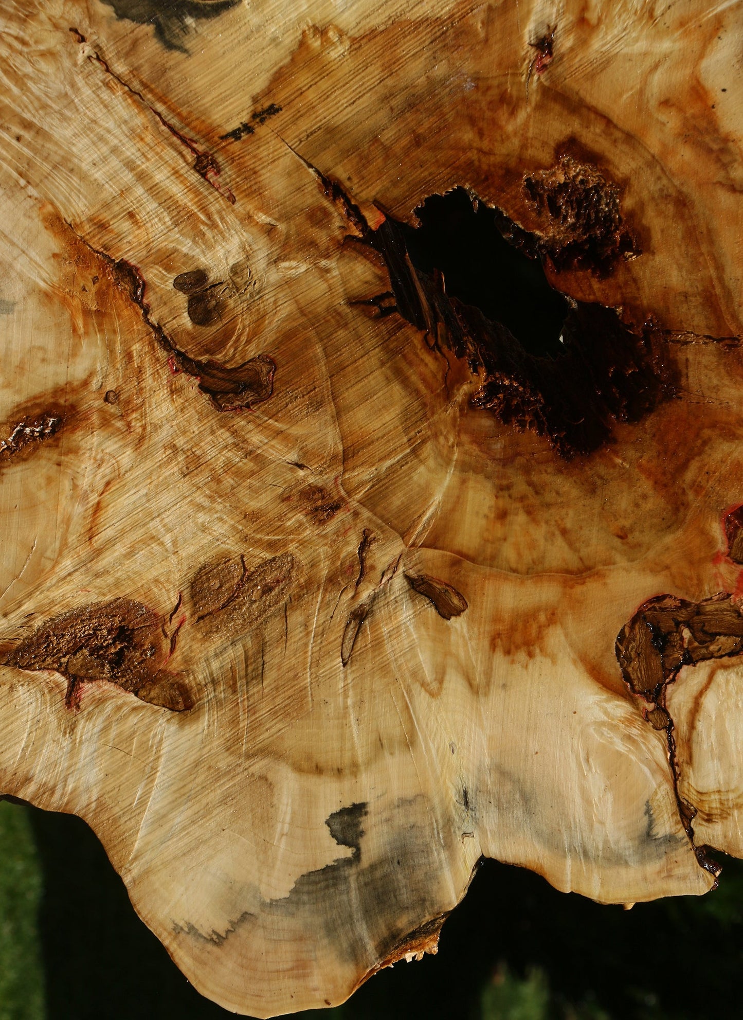 Blued Box Elder Cookie (Free Shipping Excluded)