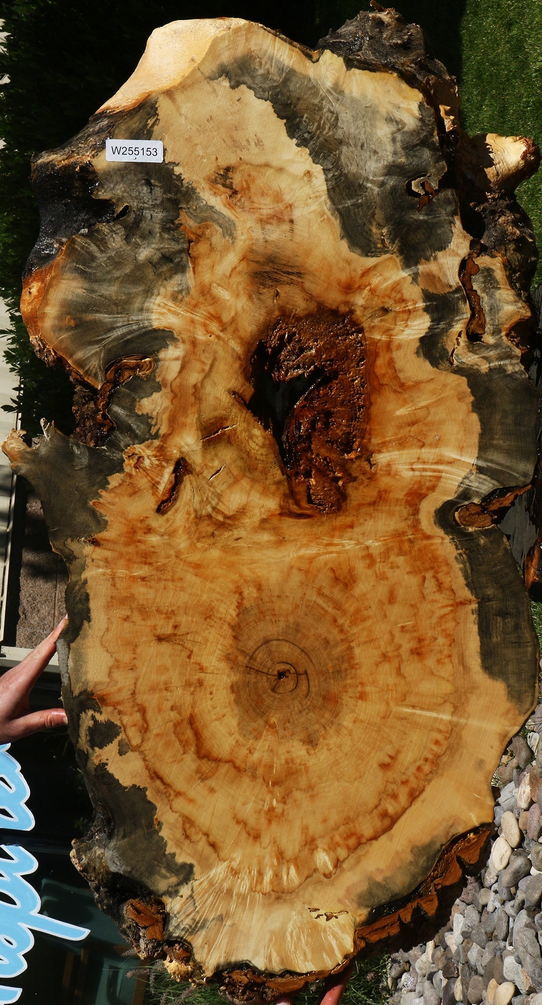 Blued Box Elder Cookie (Free Shipping Excluded)
