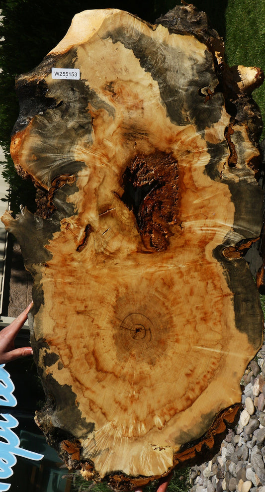 Blued Box Elder Cookie (Free Shipping Excluded)