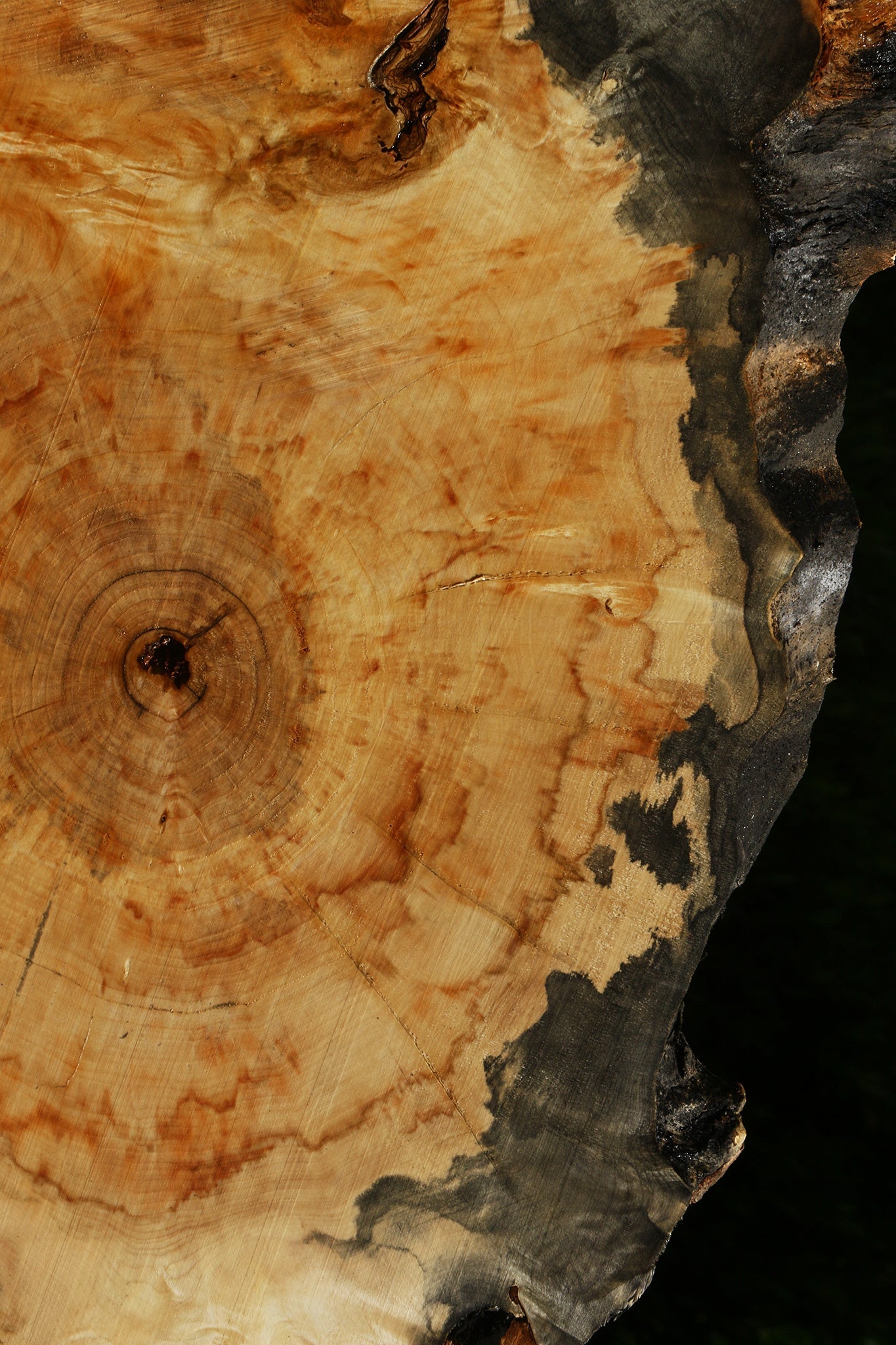 Blued Box Elder Cookie (Free Shipping Excluded)