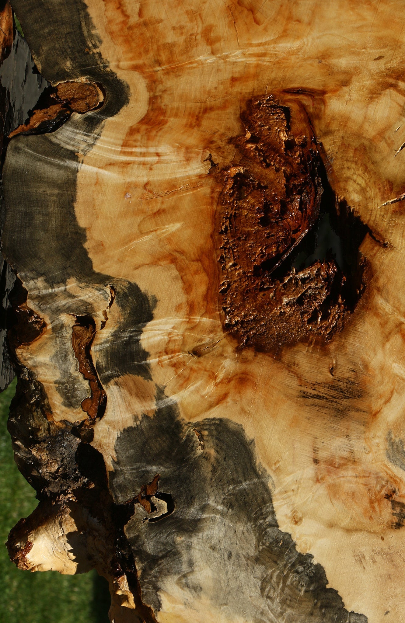 Blued Box Elder Cookie (Free Shipping Excluded)
