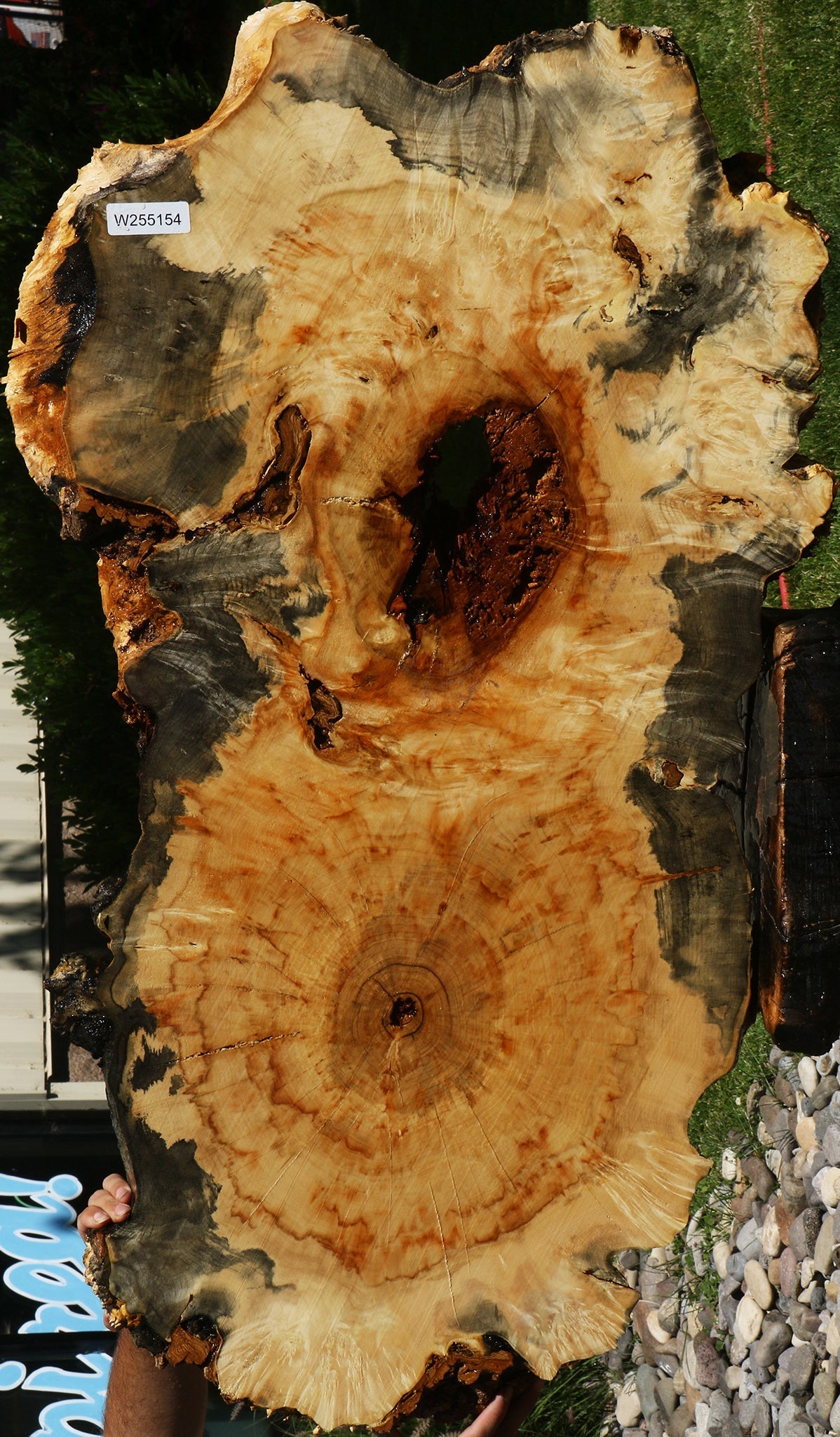 Blued Box Elder Cookie (Free Shipping Excluded)