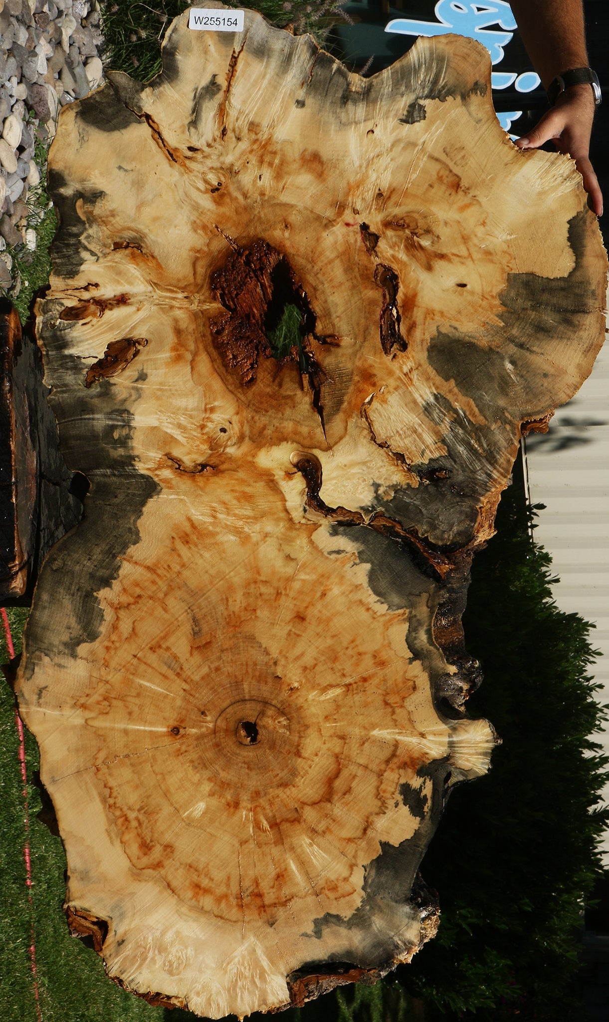 Blued Box Elder Cookie (Free Shipping Excluded)