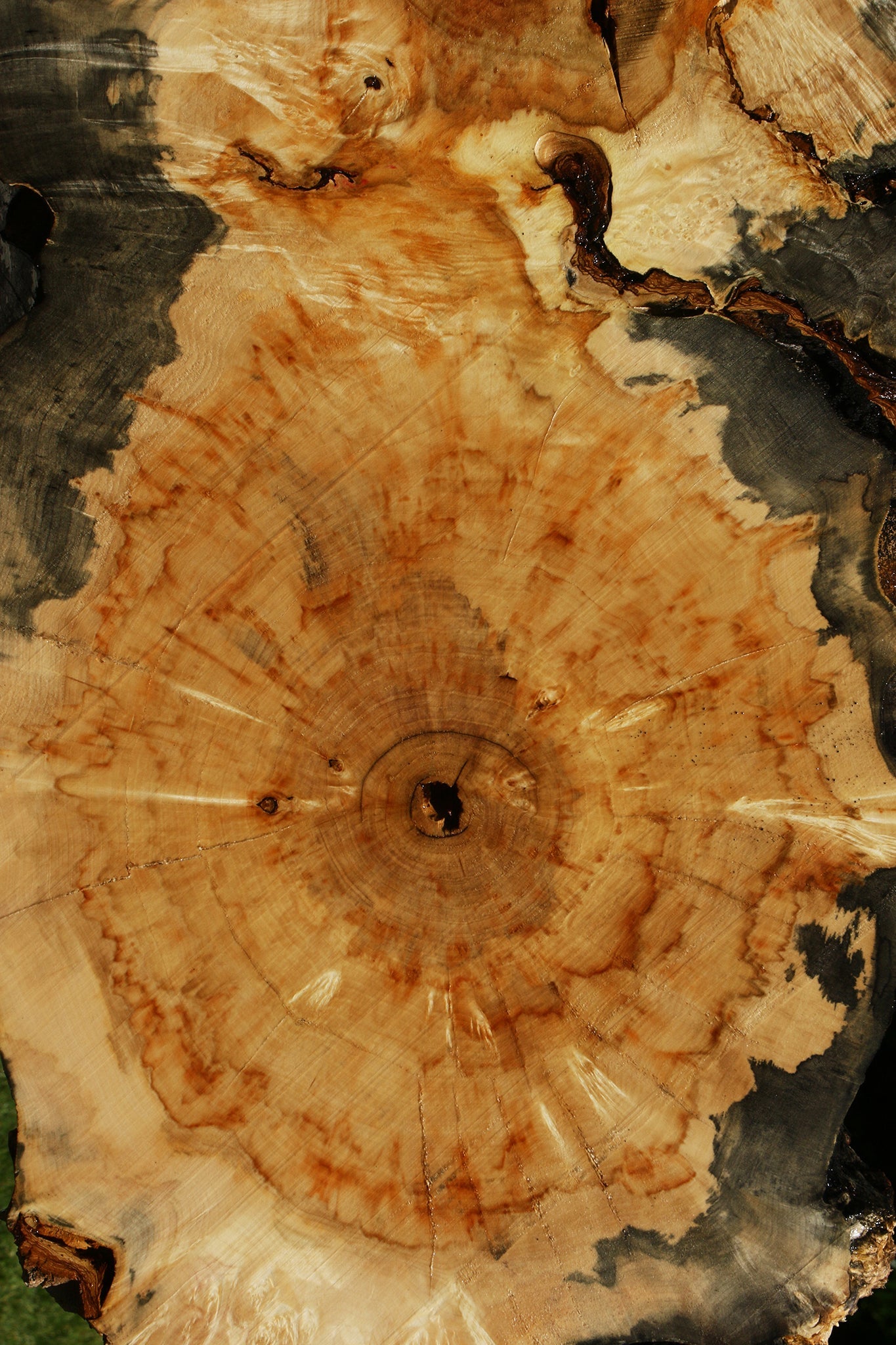 Blued Box Elder Cookie (Free Shipping Excluded)