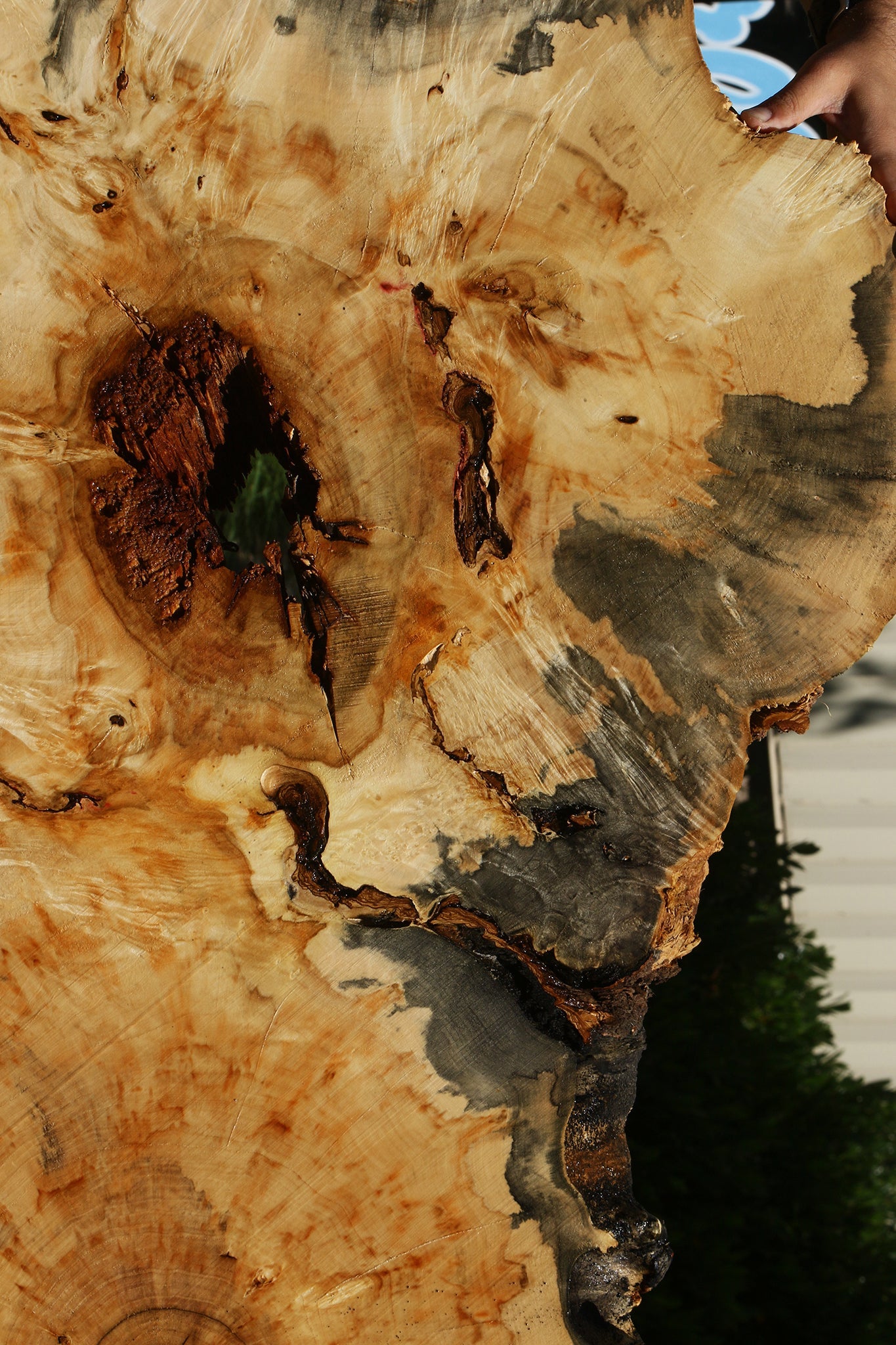 Blued Box Elder Cookie (Free Shipping Excluded)