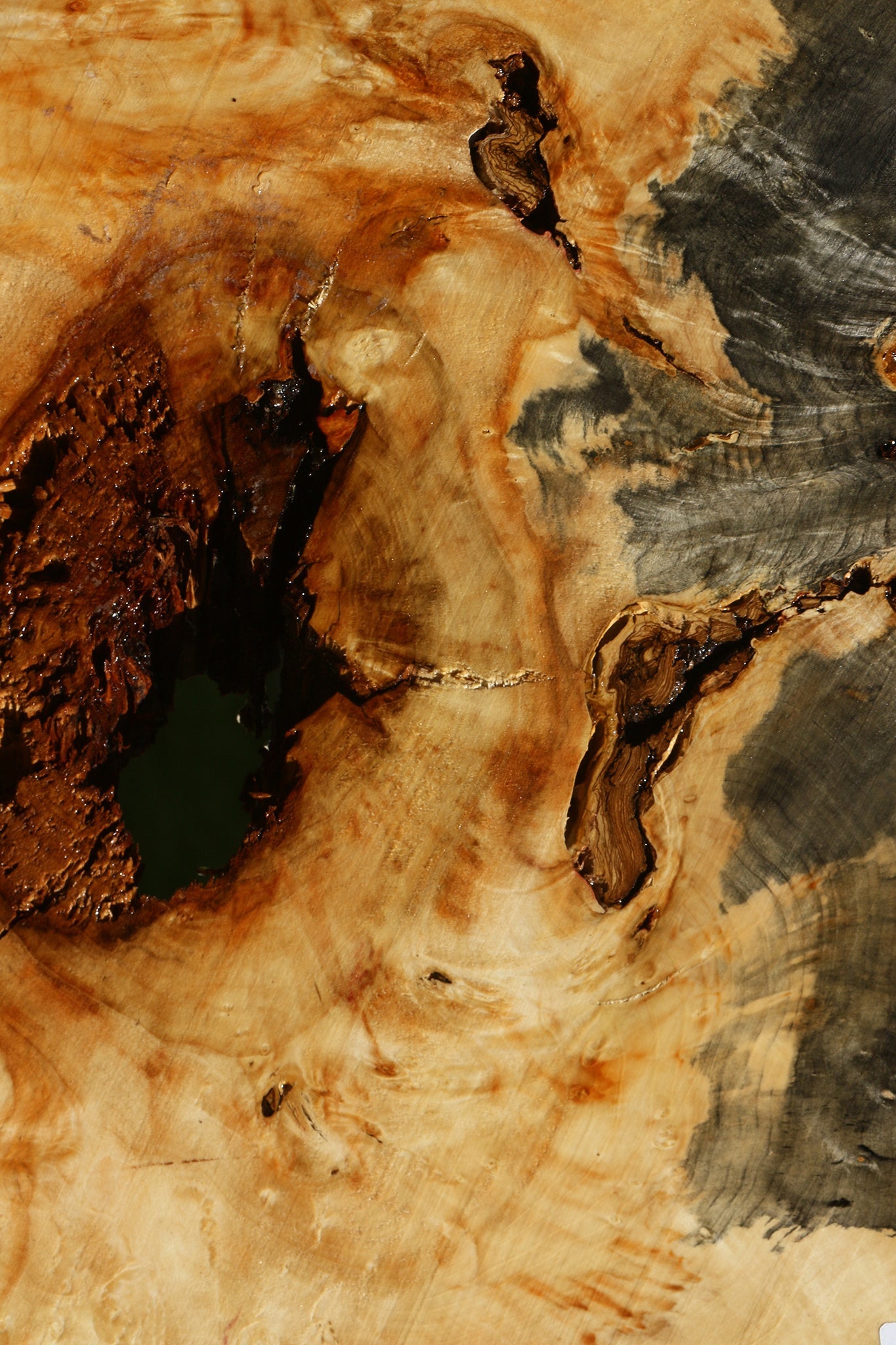 Blued Box Elder Cookie (Free Shipping Excluded)