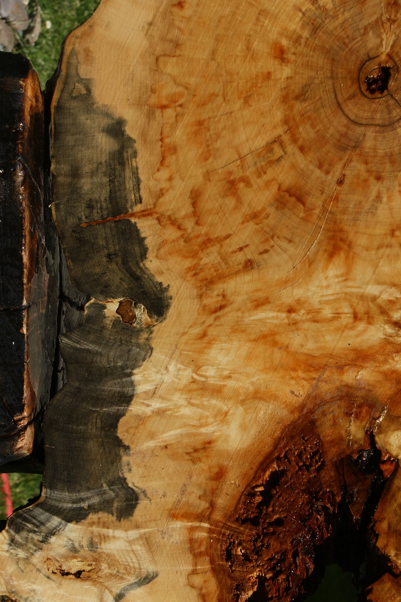 Blued Box Elder Cookie (Free Shipping Excluded)