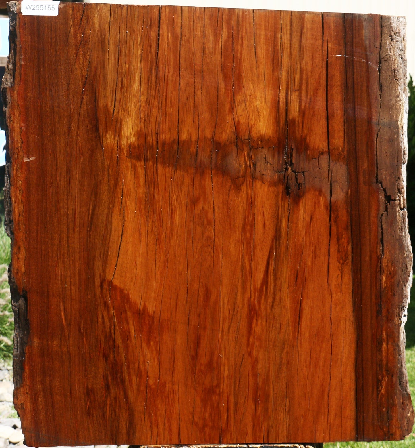 Suriname Live Edge Slab