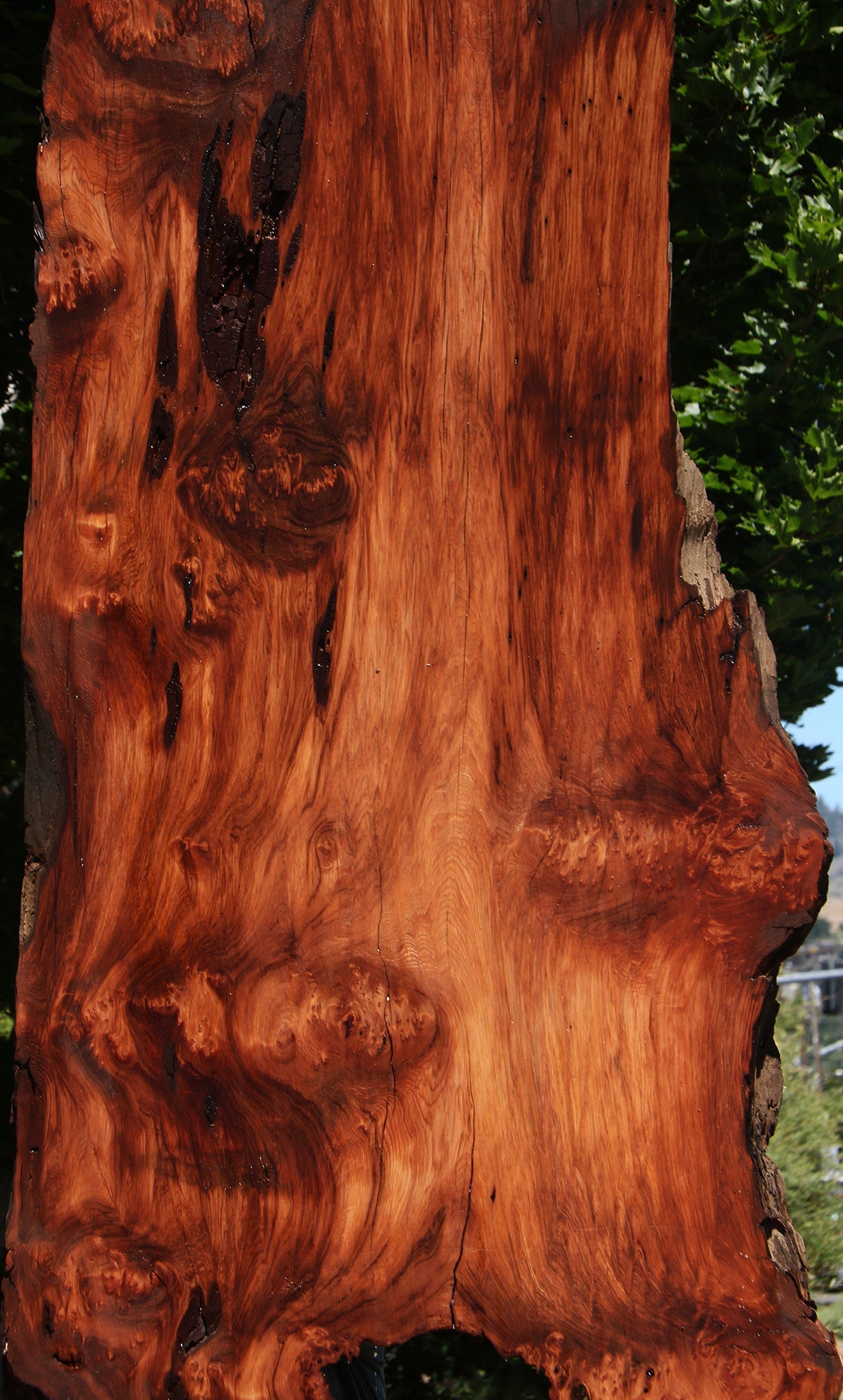 Rustic Redwood Live Edge Slab