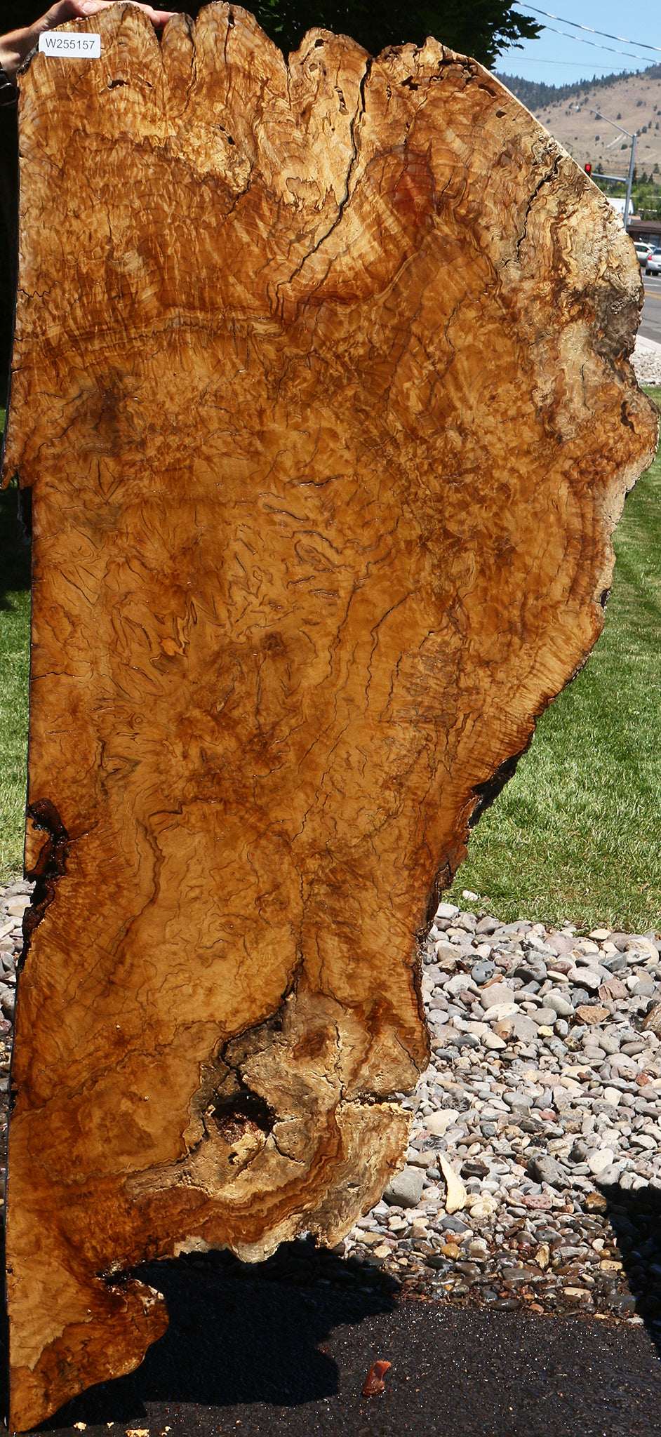 Dyer Oak Burl Live Edge Slab (Free Shipping Excluded)
