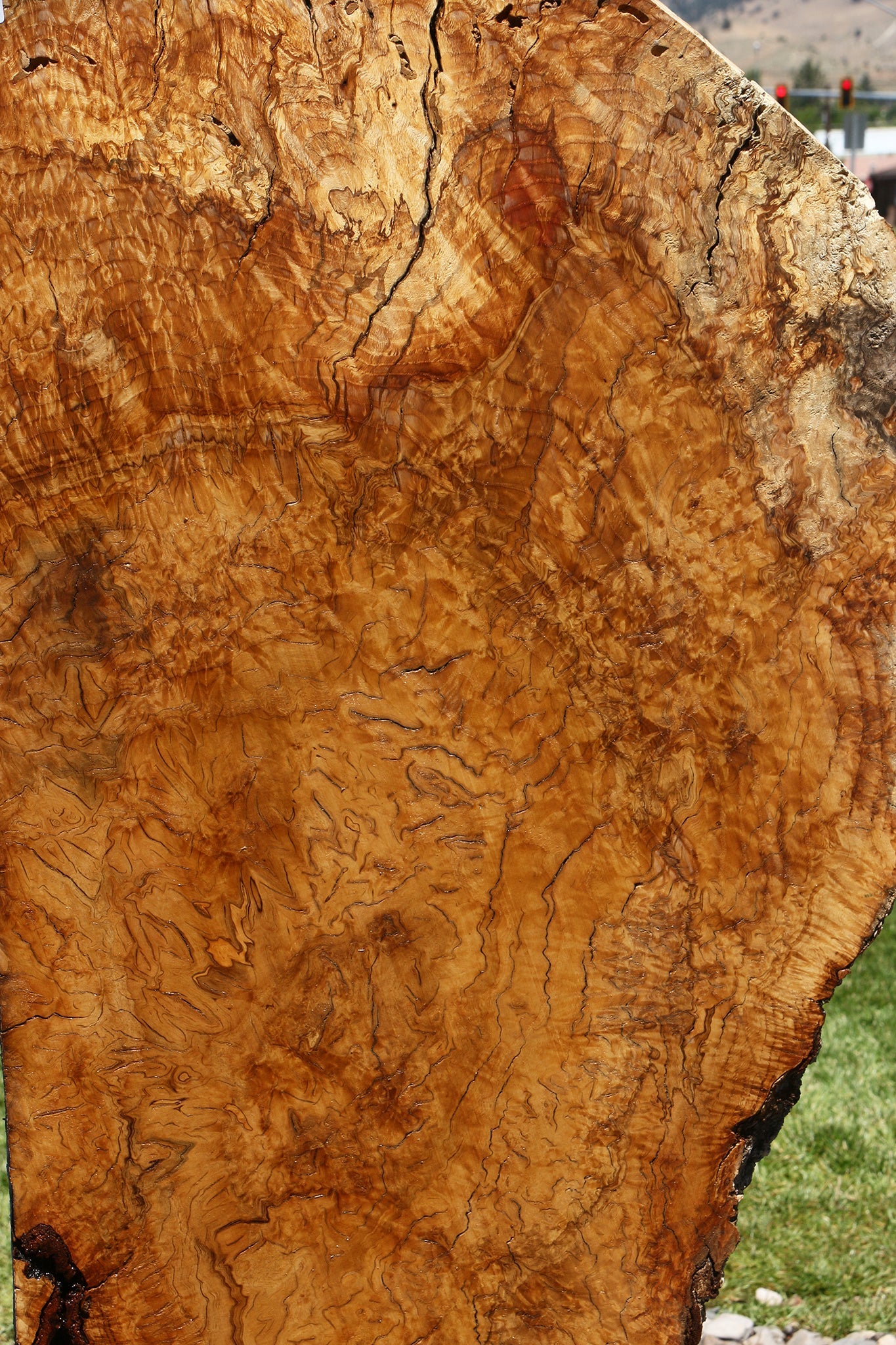 Dyer Oak Burl Live Edge Slab (Free Shipping Excluded)