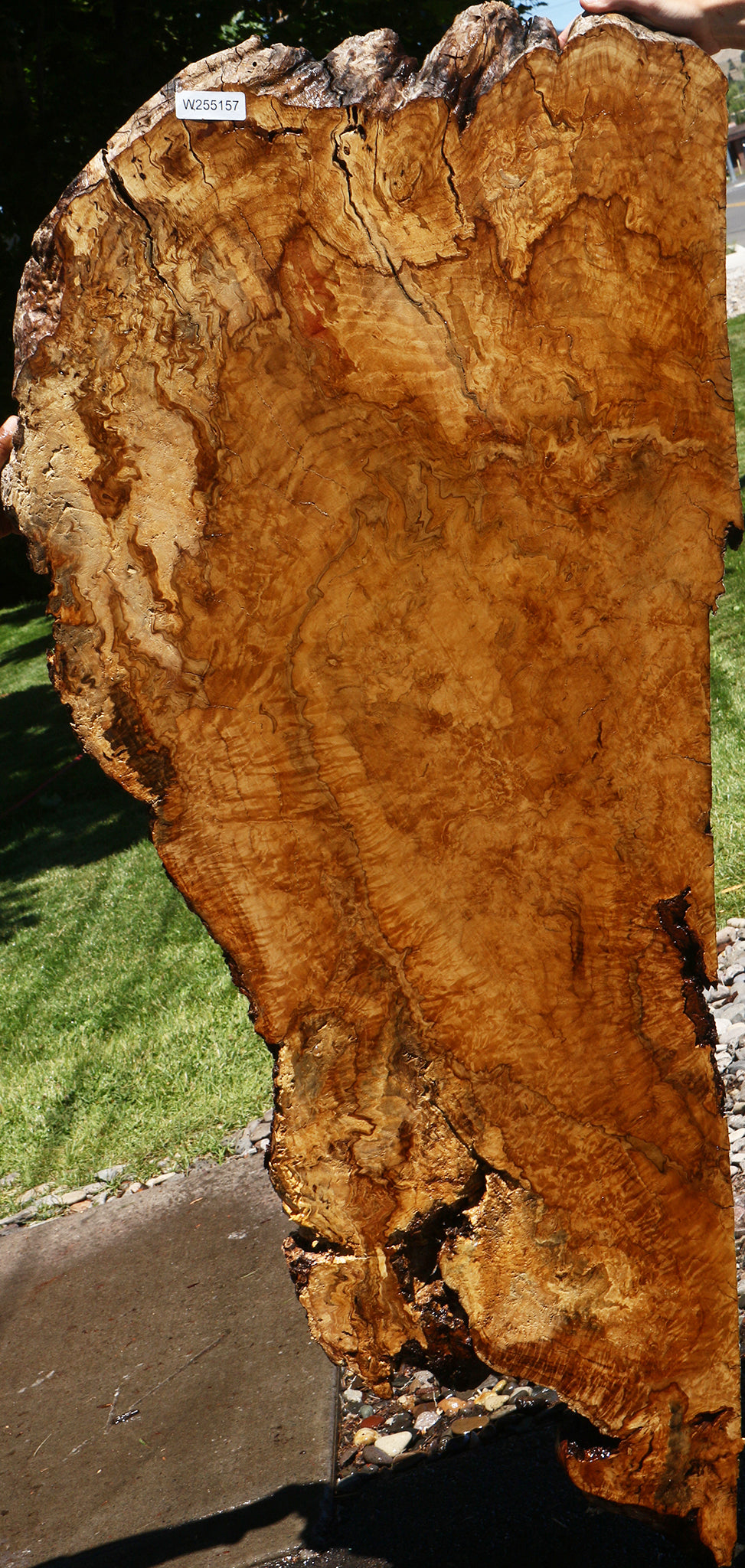 Dyer Oak Burl Live Edge Slab (Free Shipping Excluded)