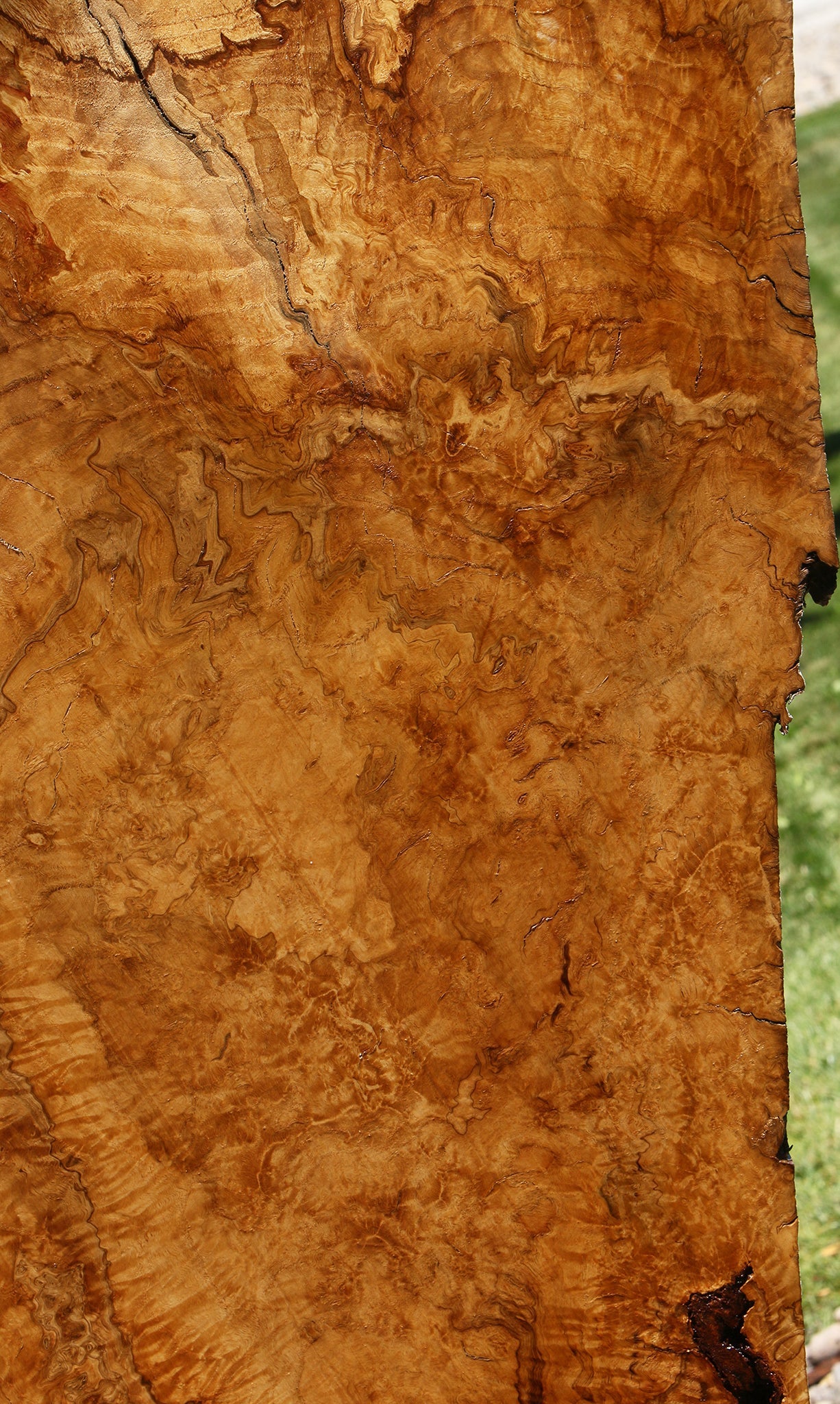 Dyer Oak Burl Live Edge Slab (Free Shipping Excluded)