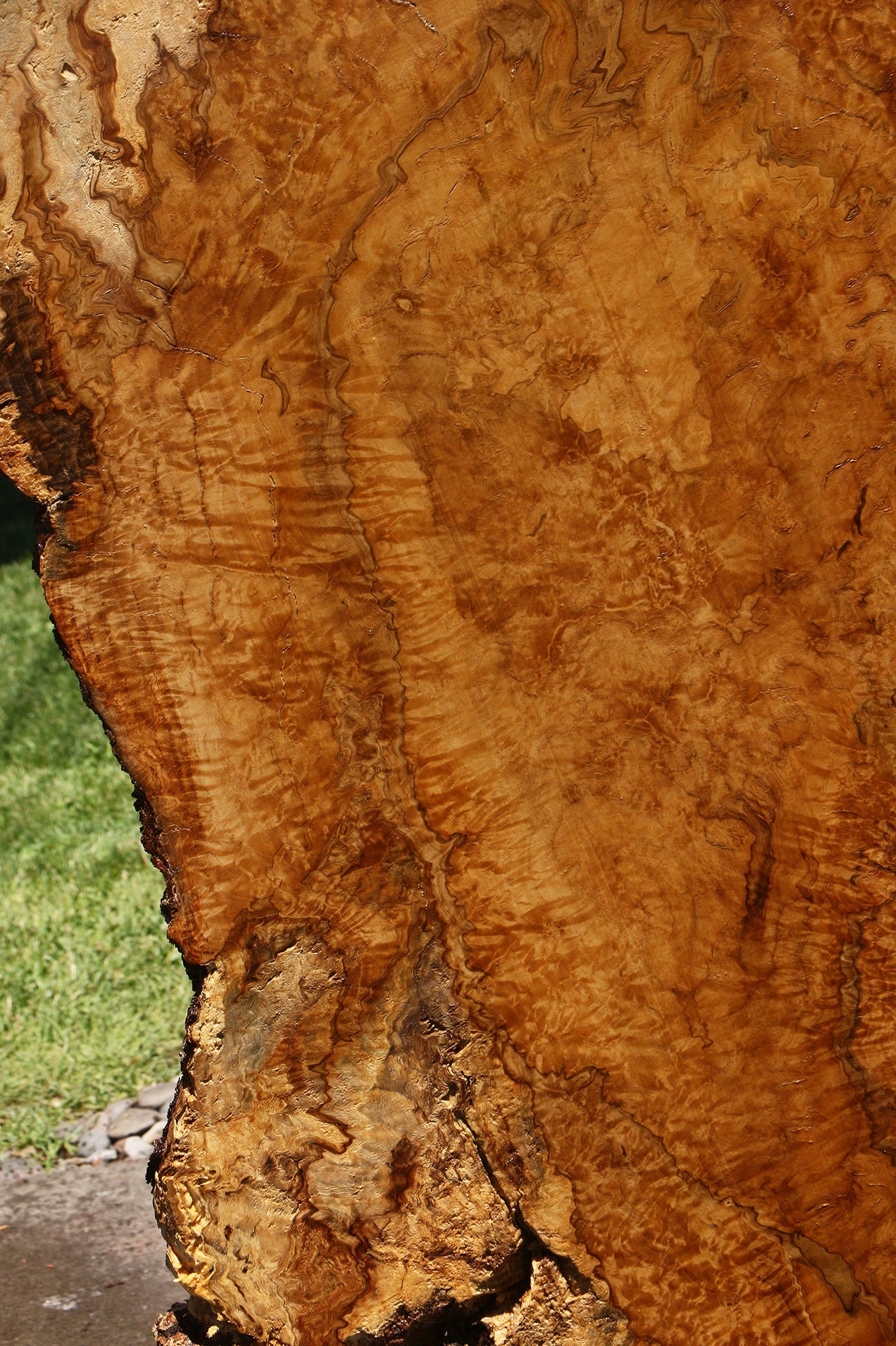 Dyer Oak Burl Live Edge Slab (Free Shipping Excluded)