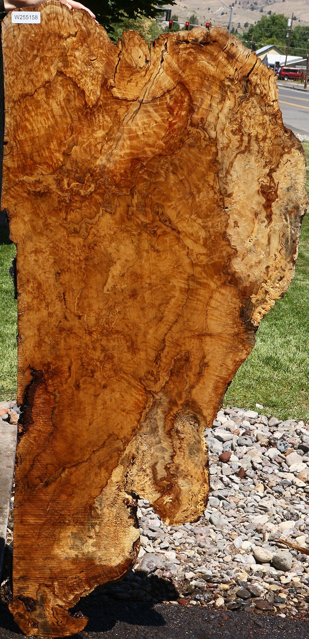Dyer Oak Burl Live Edge Slab