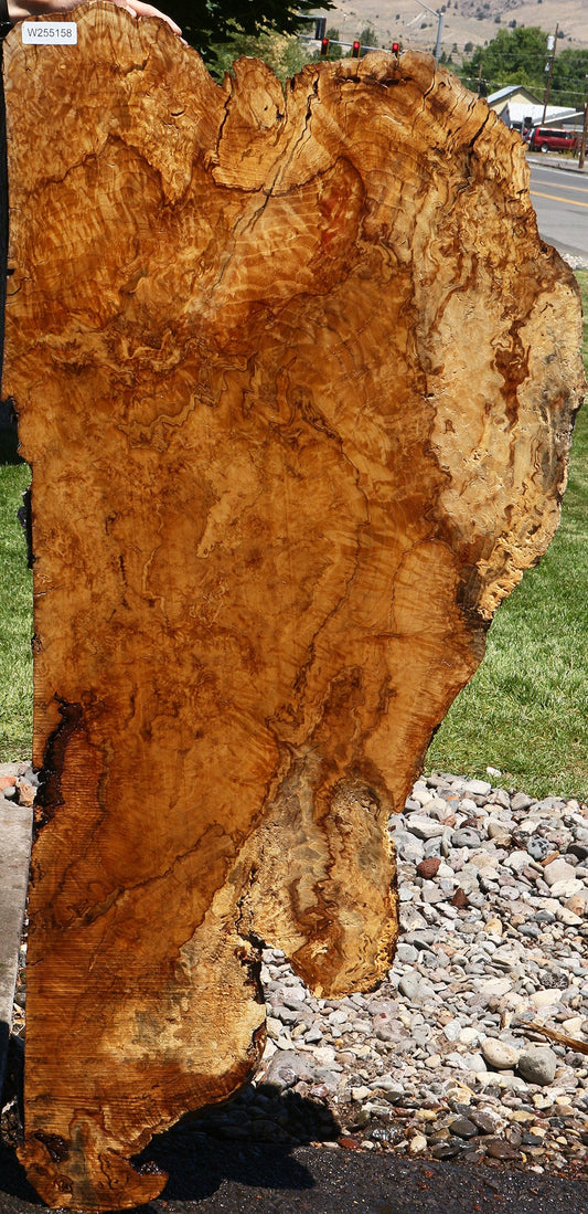 Dyer Oak Burl Live Edge Slab