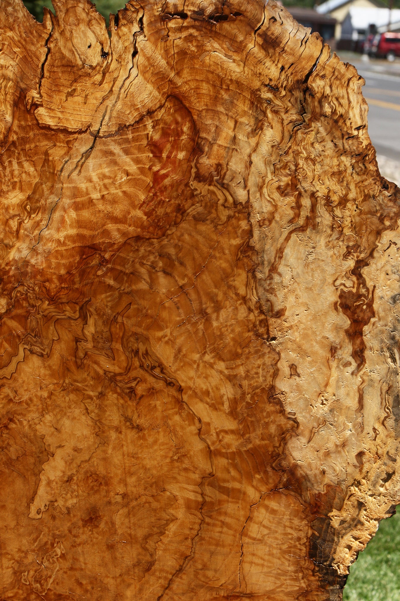Dyer Oak Burl Live Edge Slab