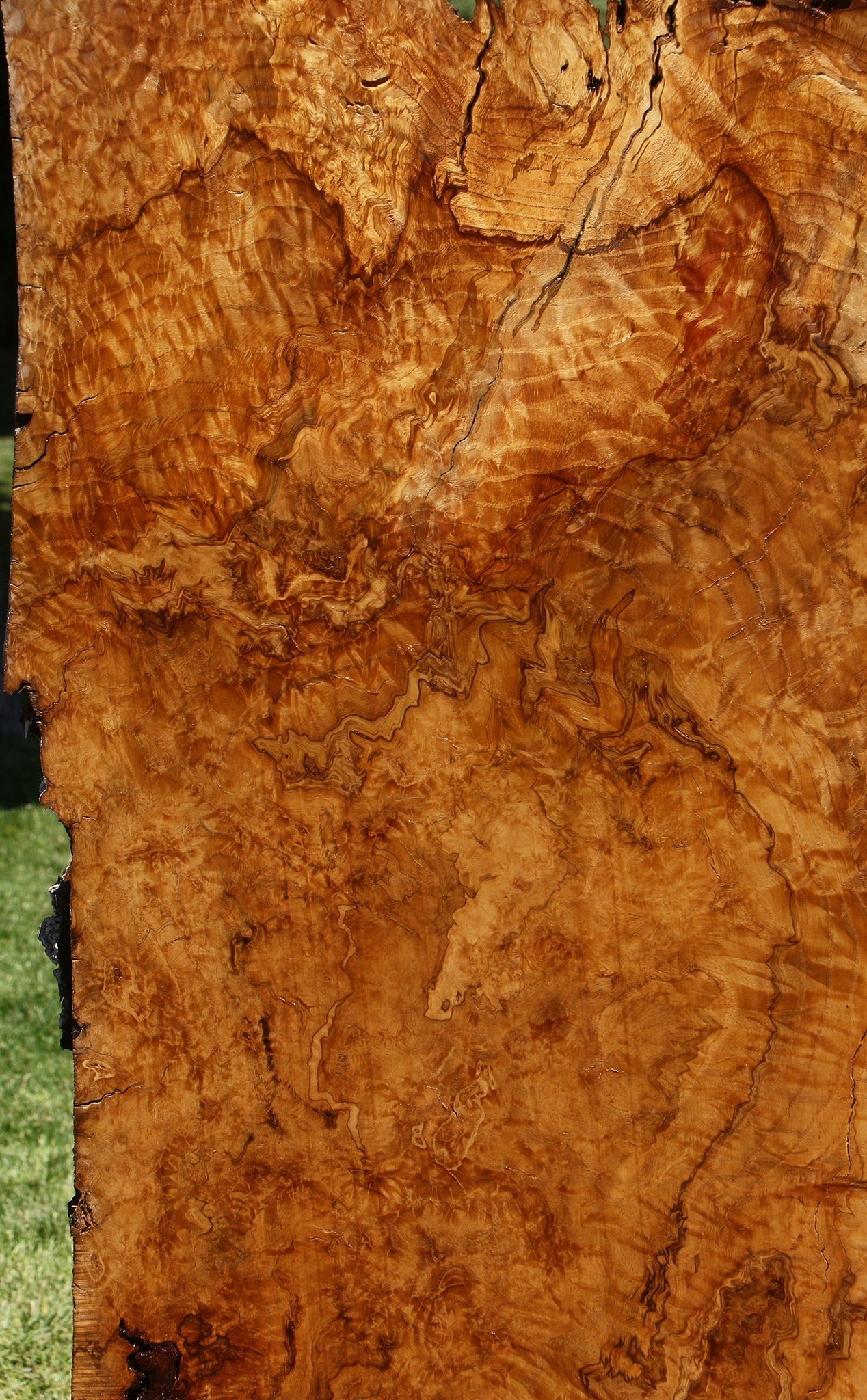 Dyer Oak Burl Live Edge Slab