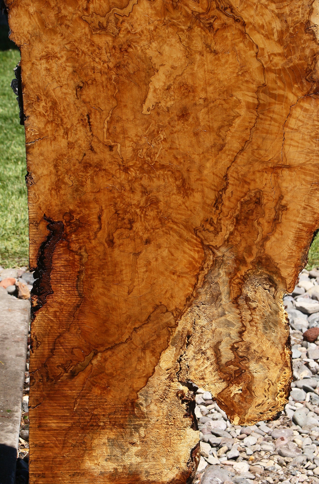 Dyer Oak Burl Live Edge Slab