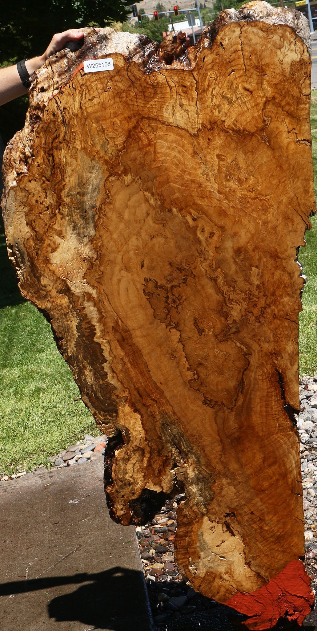 Dyer Oak Burl Live Edge Slab