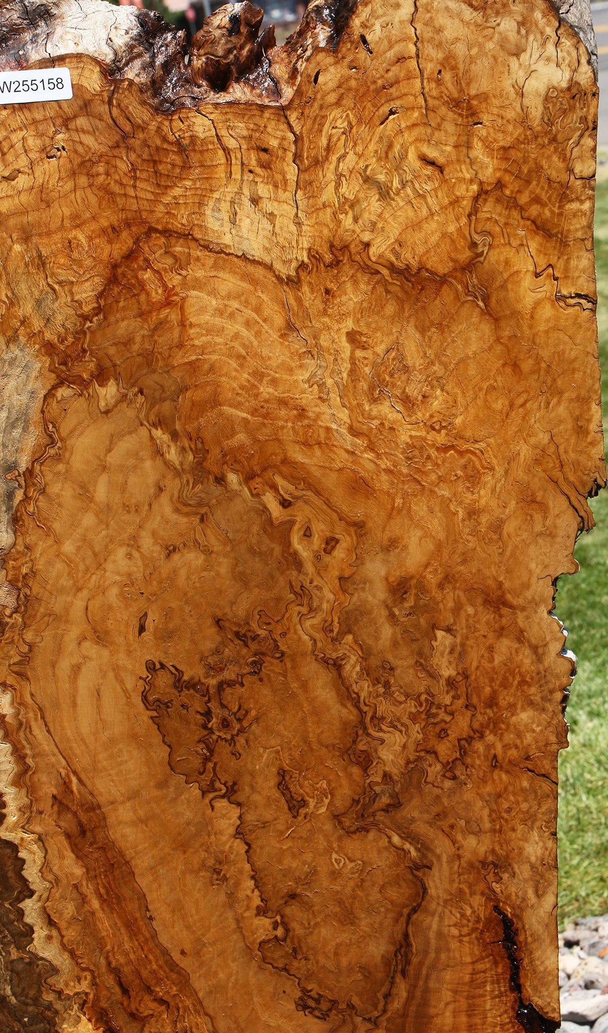 Dyer Oak Burl Live Edge Slab