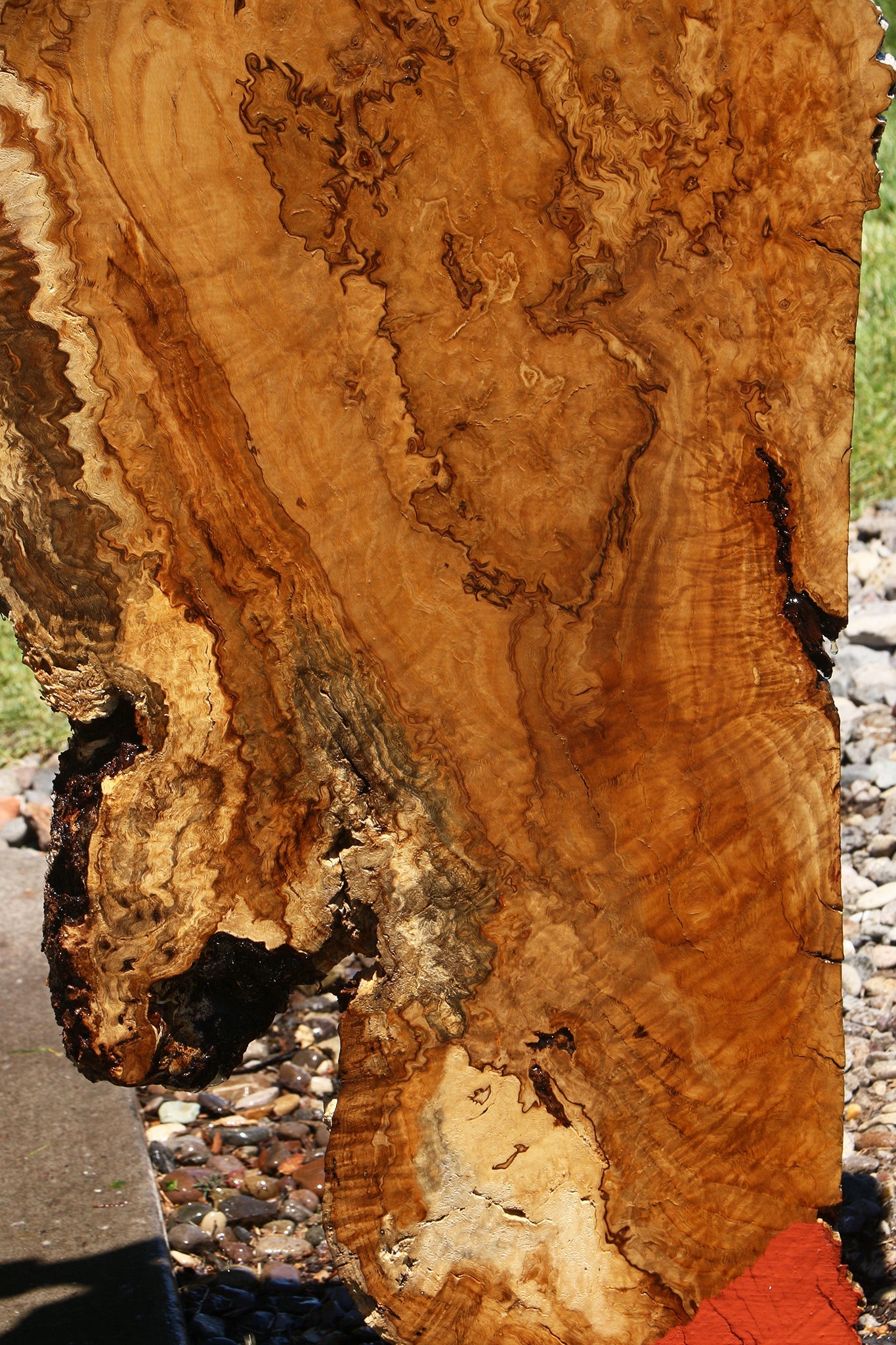 Dyer Oak Burl Live Edge Slab