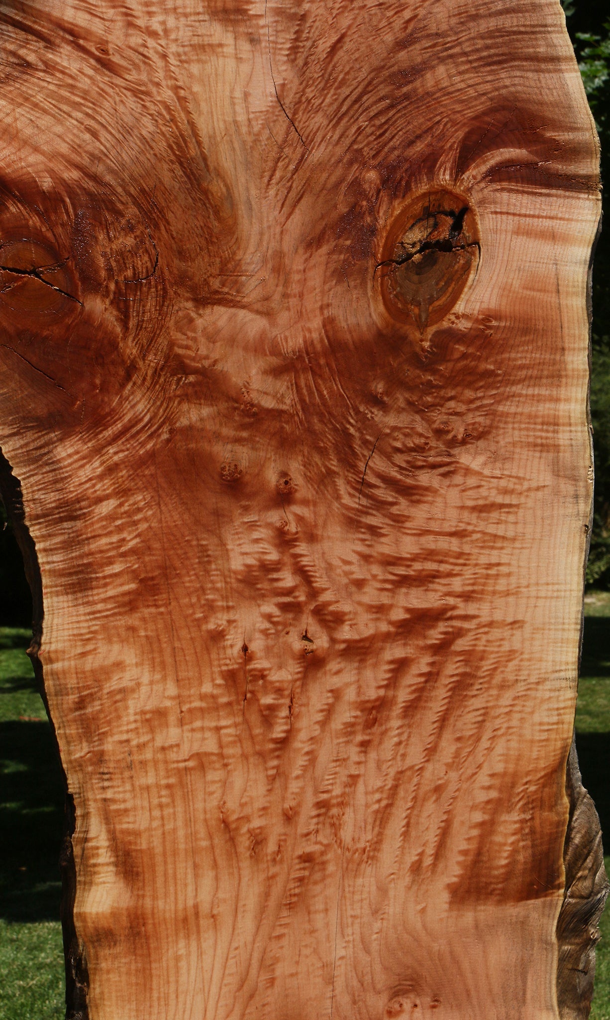 Extra Fancy Rustic Maple Live Edge Slab