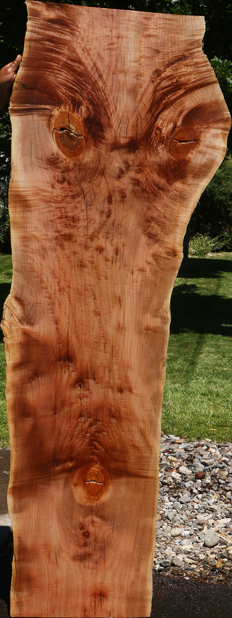 Extra Fancy Rustic Maple Live Edge Slab