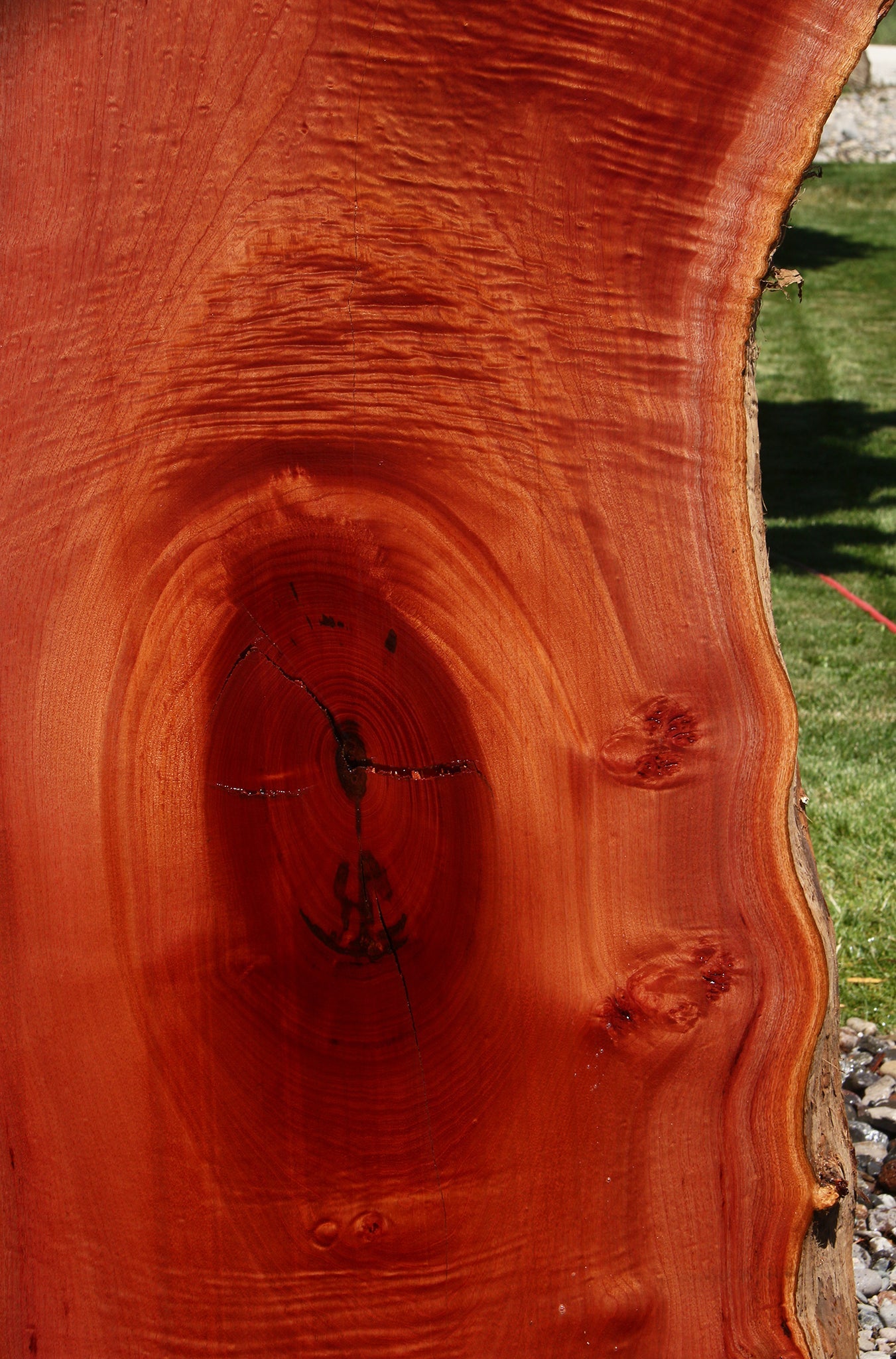 Rustic Brazilian Pepperwood Live Edge Slab